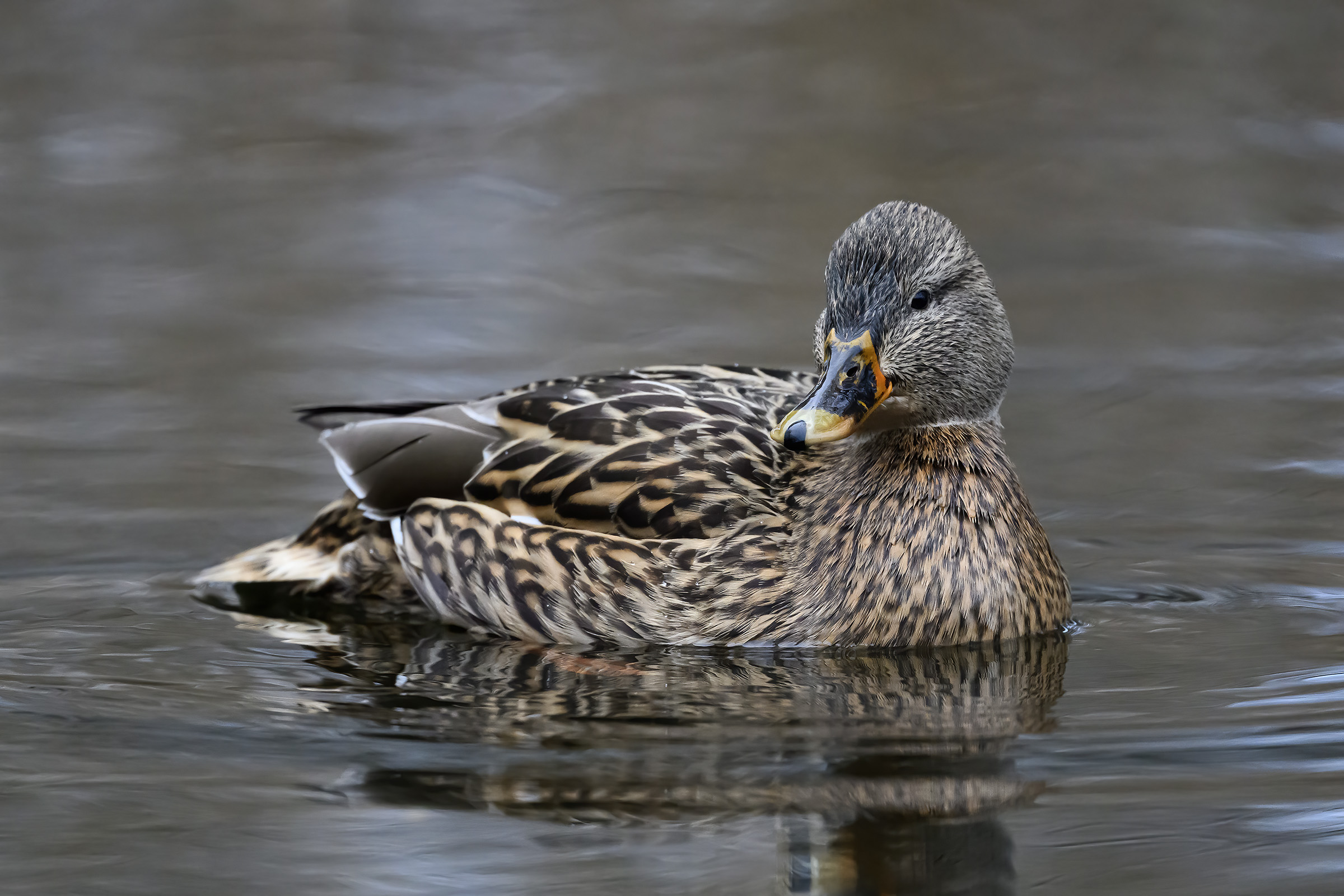 Gråand - hun, Furesøbad Gråand - hun