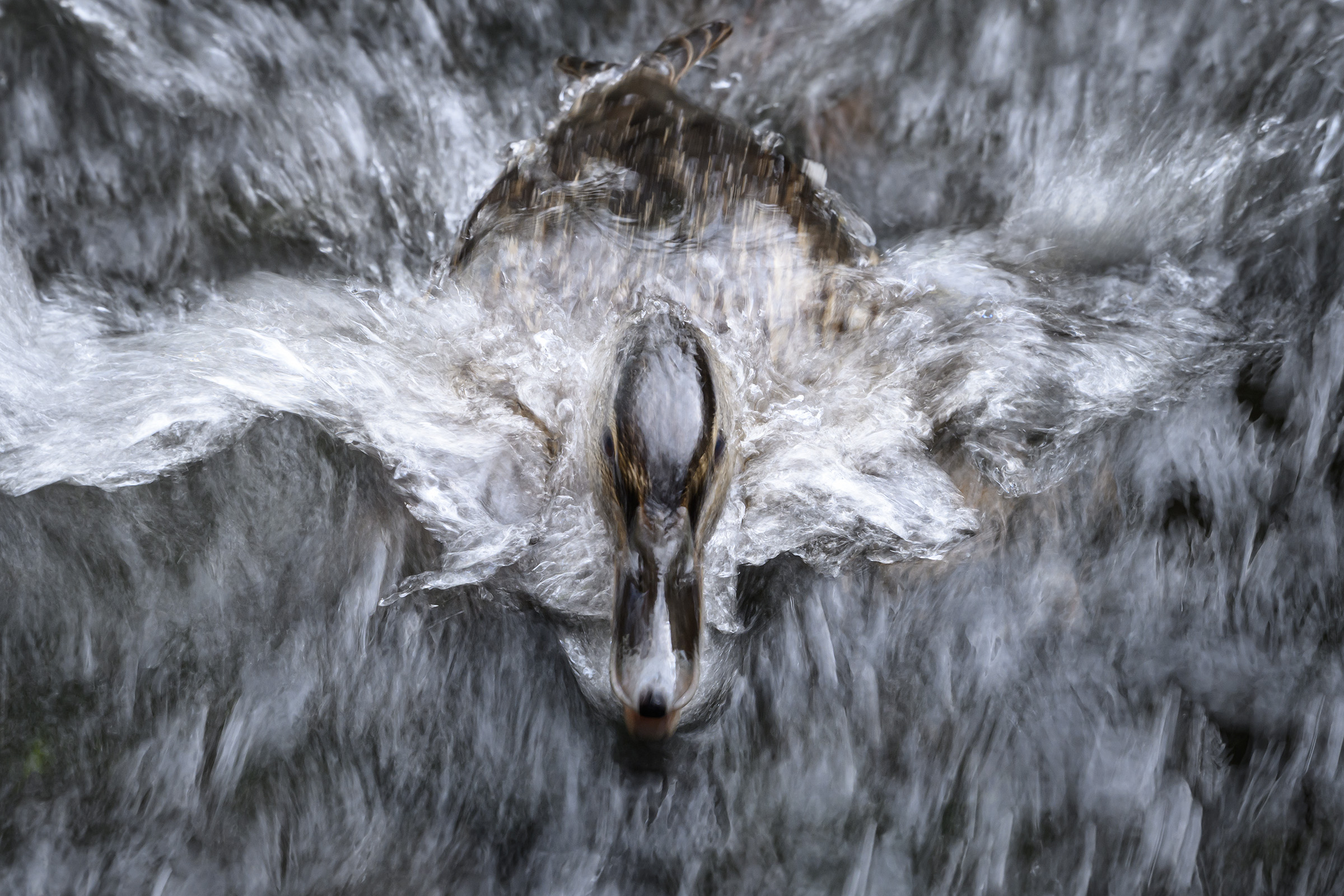 Gråand dykker i møllestrømmen, Klostermølle Gråand dykker i møllestrømmen