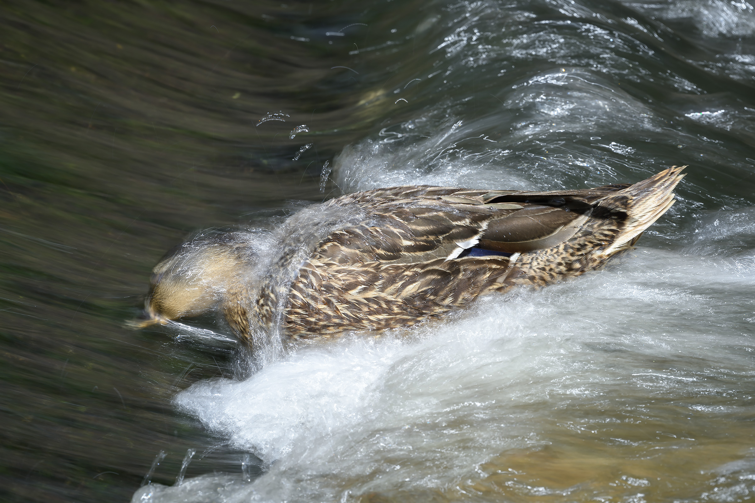 Gråand dykker i møllestrømmen, Klostermølle Gråand dykker i møllestrømmen