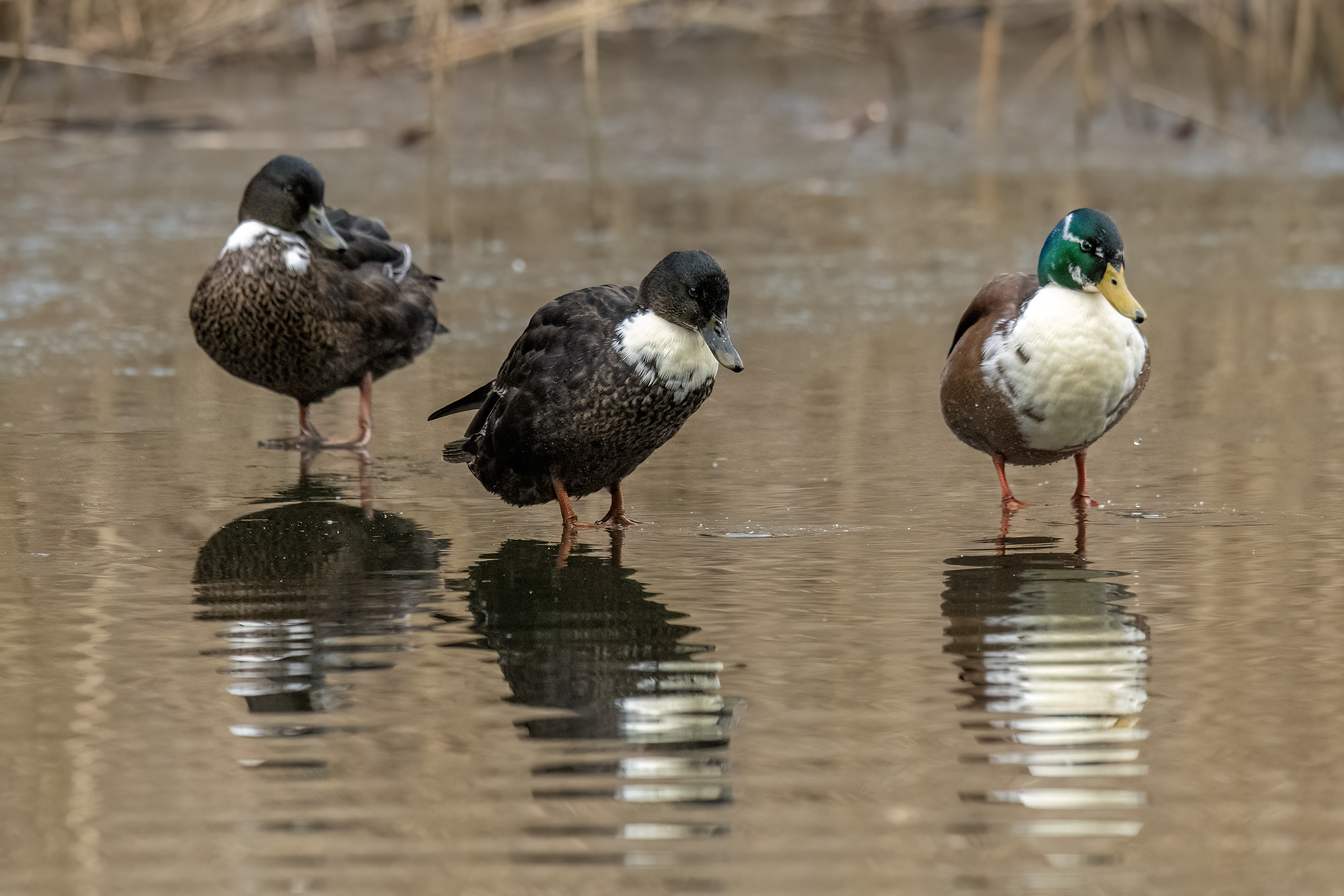 Parkænder / Franskbrødsænder, Mølleåen Parkænder / Franskbrødsænder