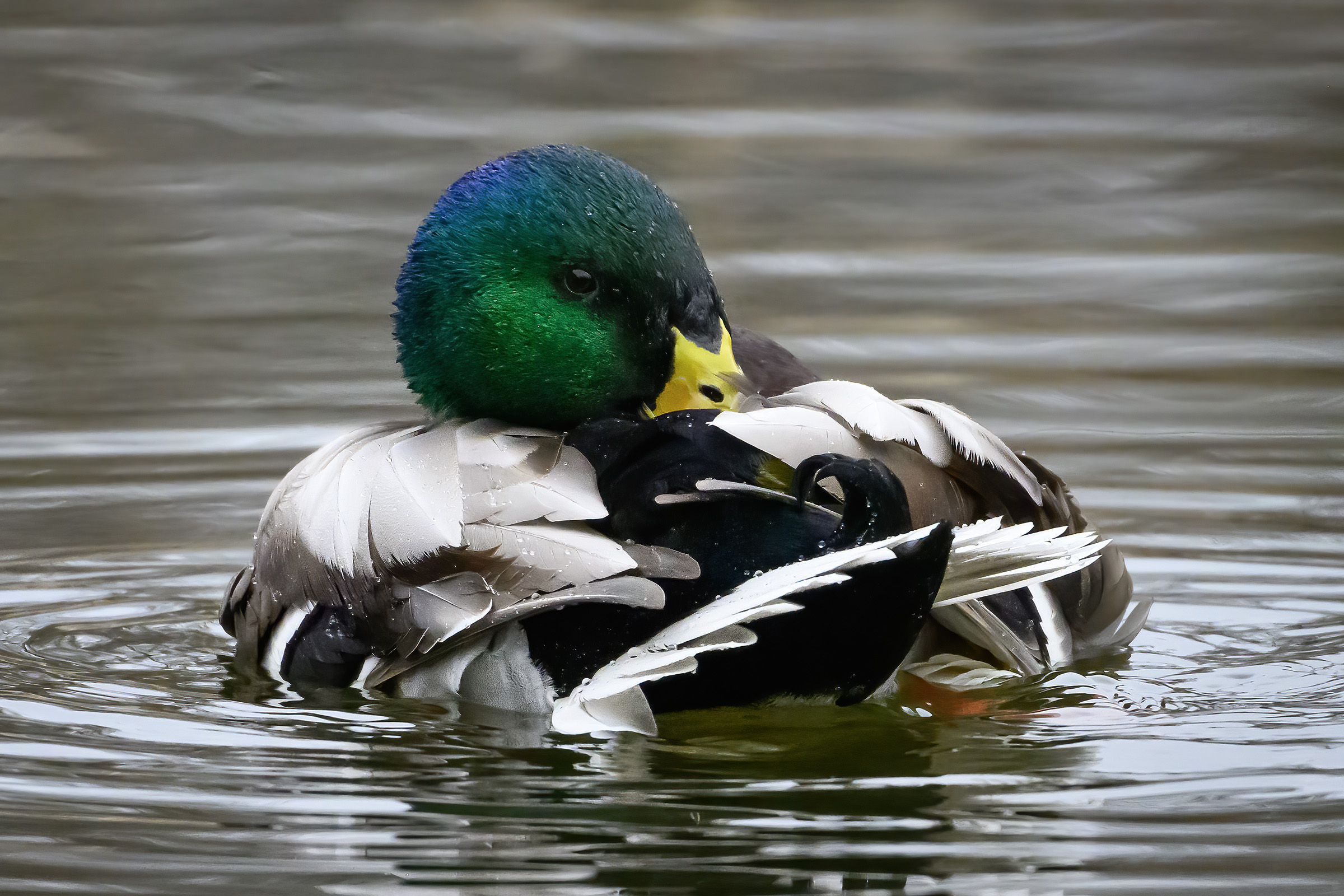 Gråand, Mølleåen Gråand