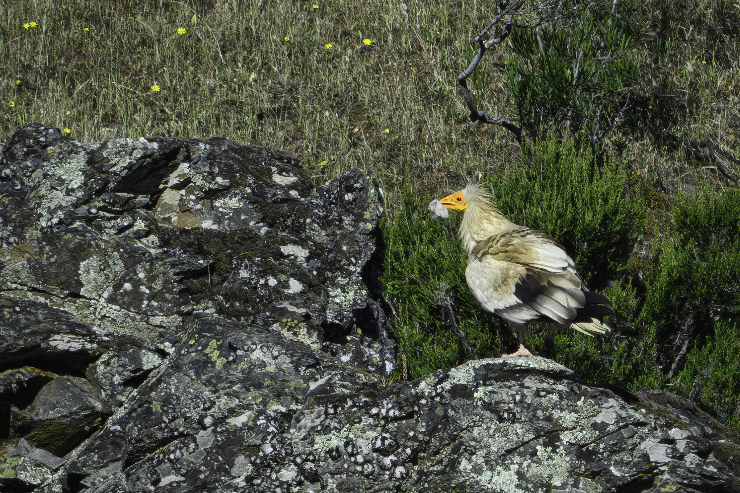 �dselgrib, Monfrag�e NP