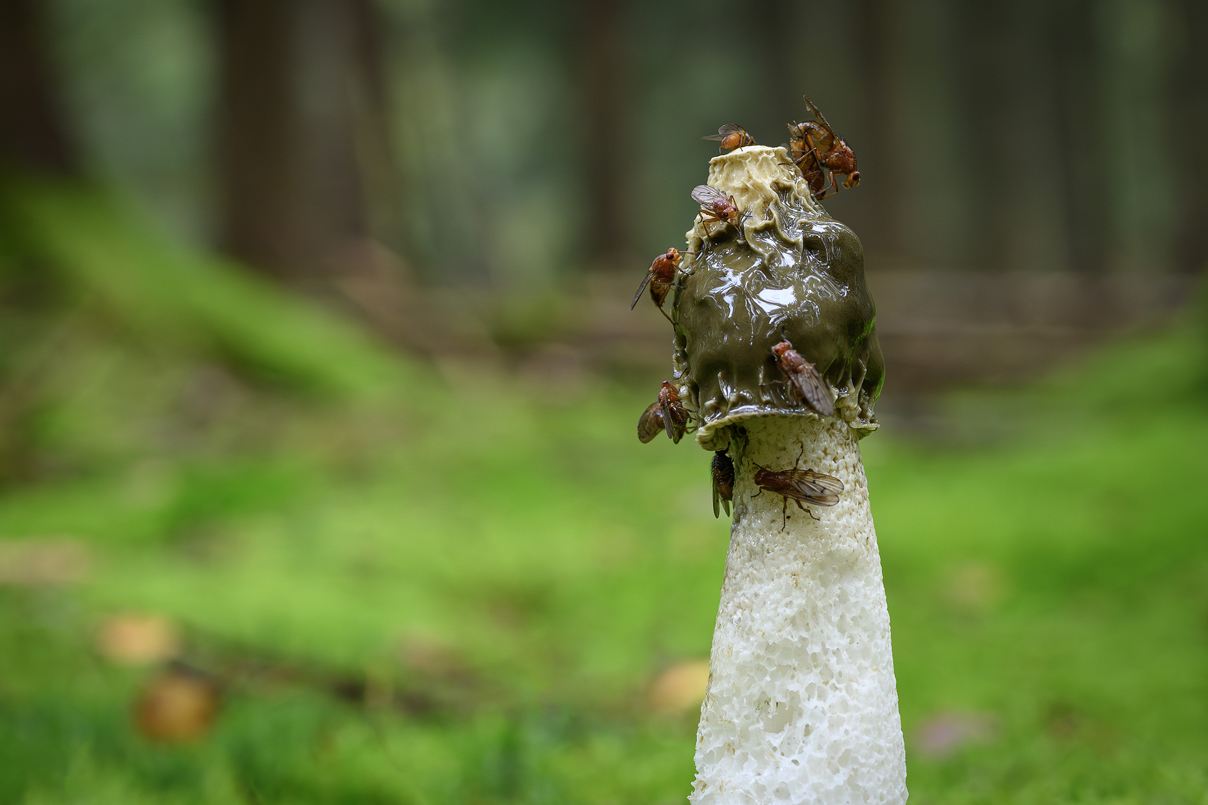 Skovens mest populære, Tokkekøb Hegn Skovens mest populære