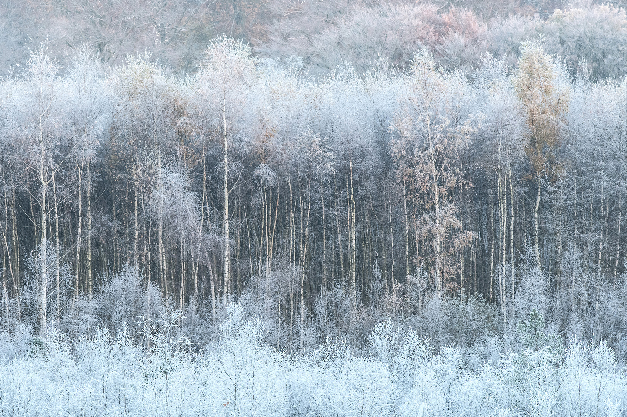 Birkeskov med rimfrost, Rude Skov