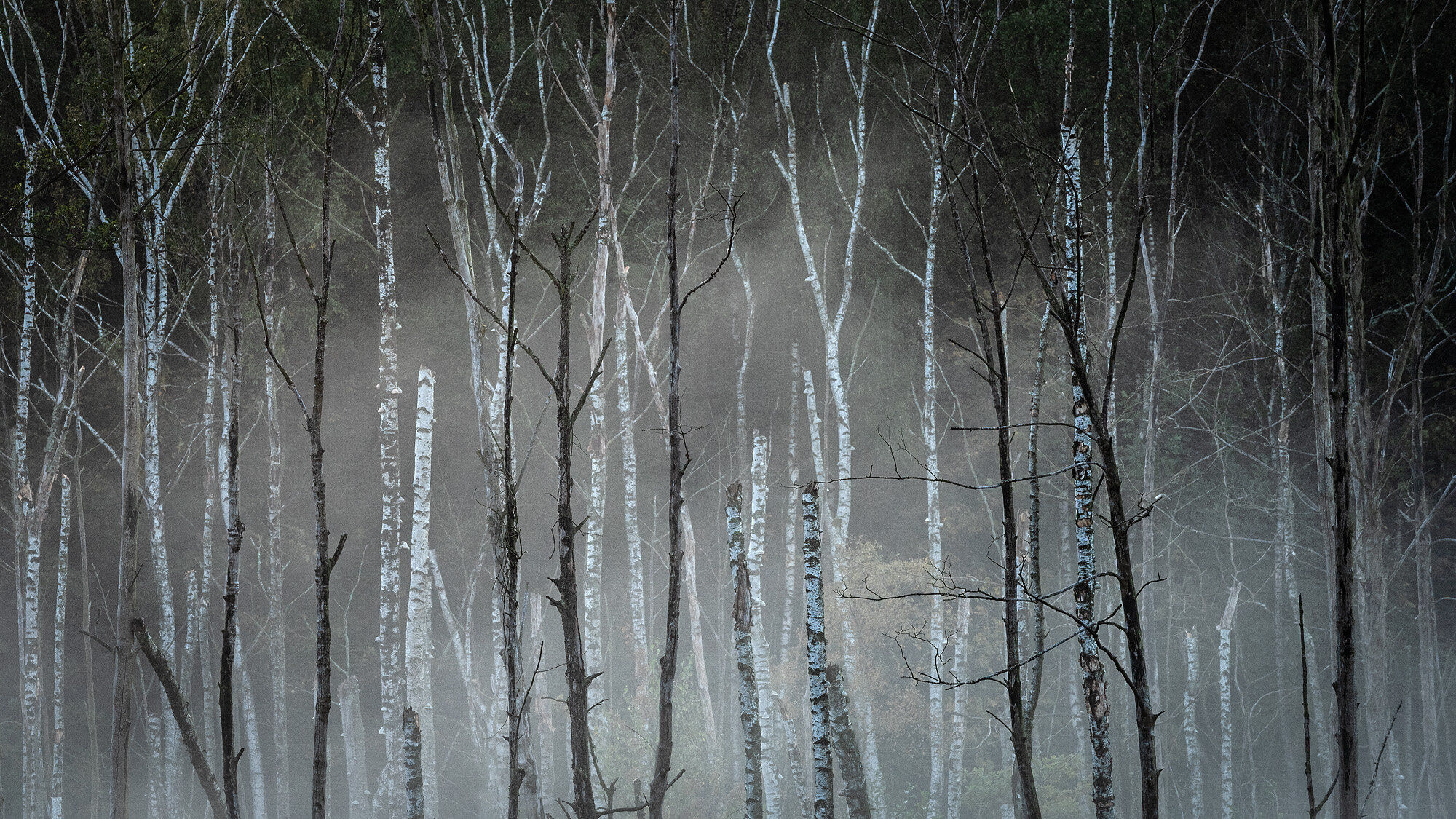 Døde birketræer i tåge, Hørsholm
