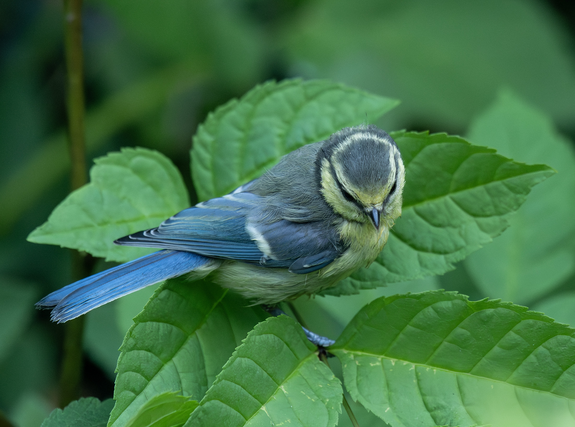 Blåmejse - ungfugl