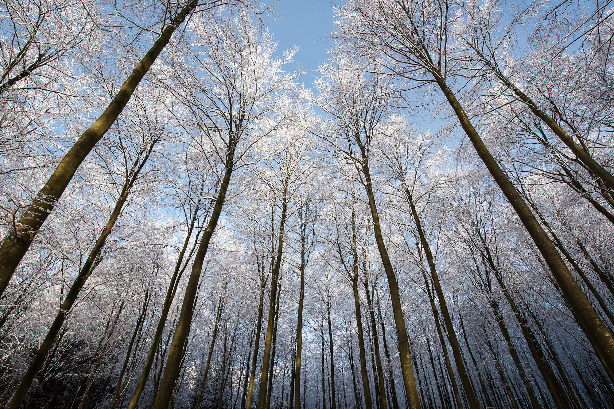 Bøgetræer med sne, Rude Skov