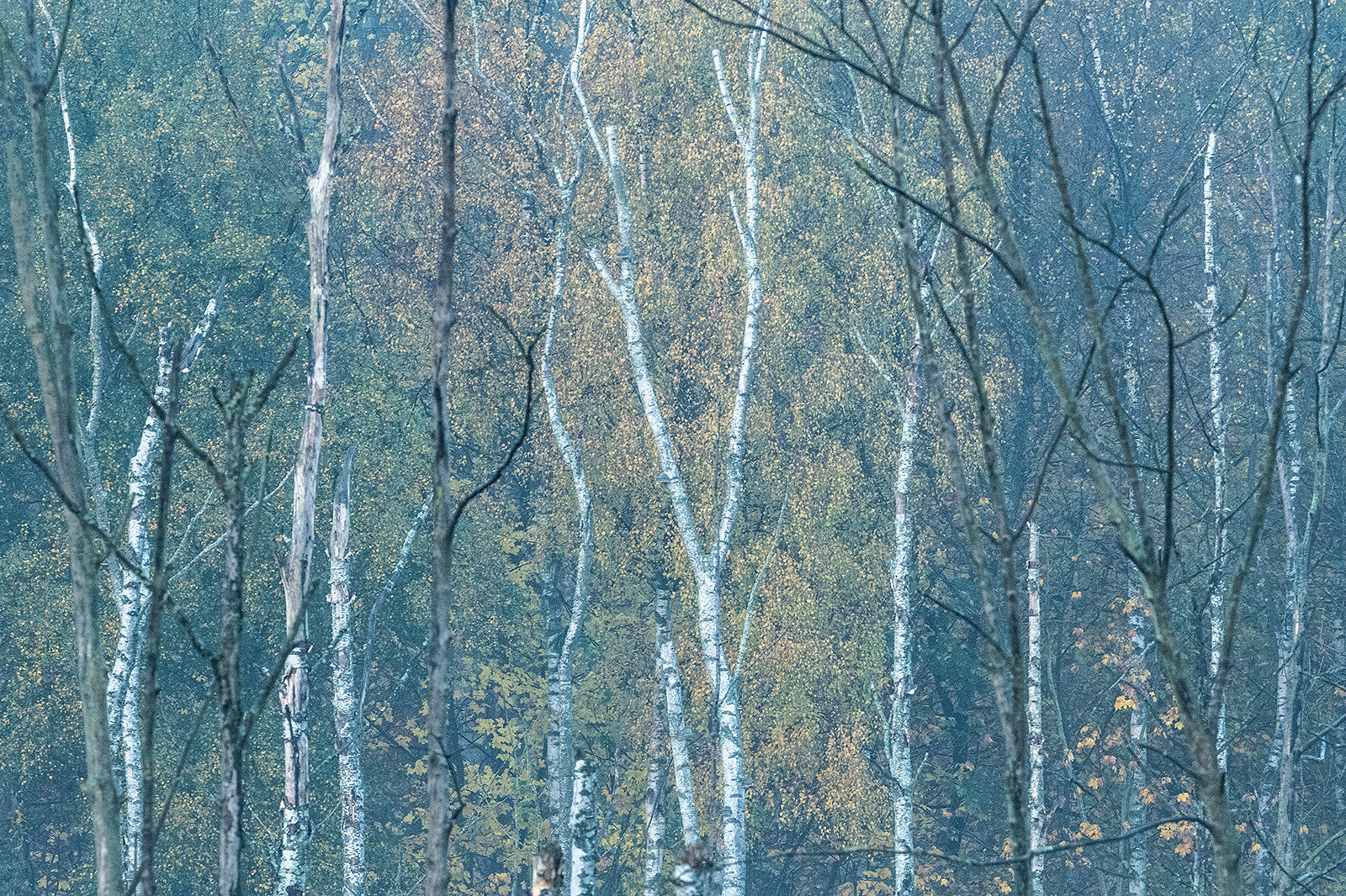 Efterårsskov med tåge, Hørsholm