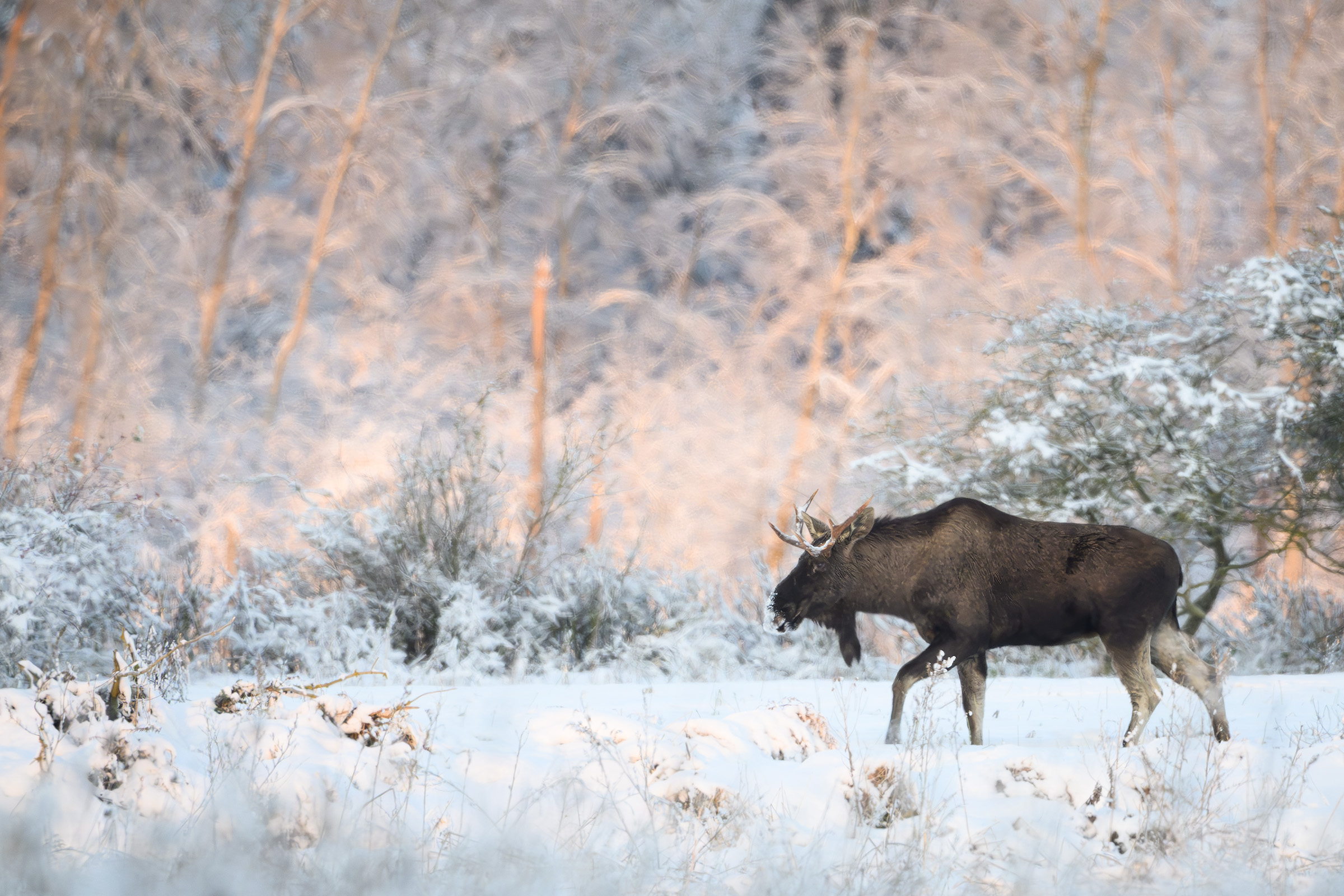 Elgtyr, Vittsk�vle