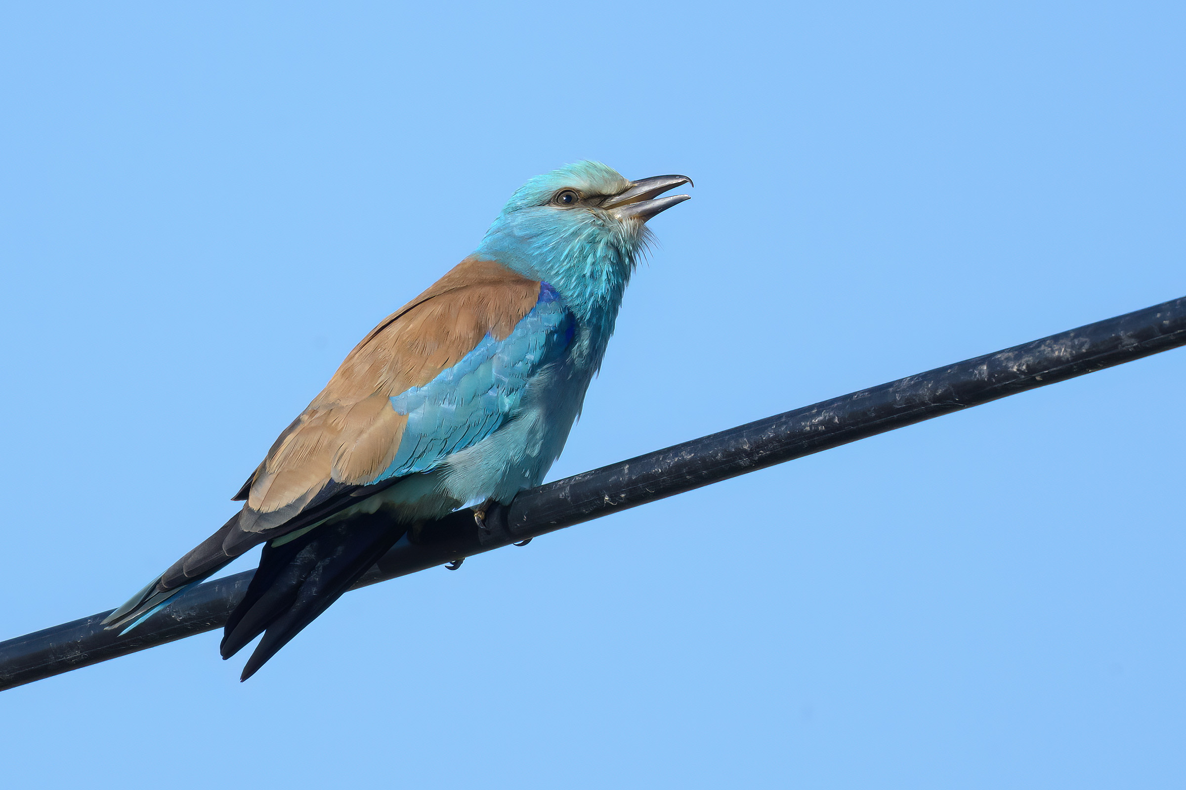 Ellekrage, Santa Marta de Magasca