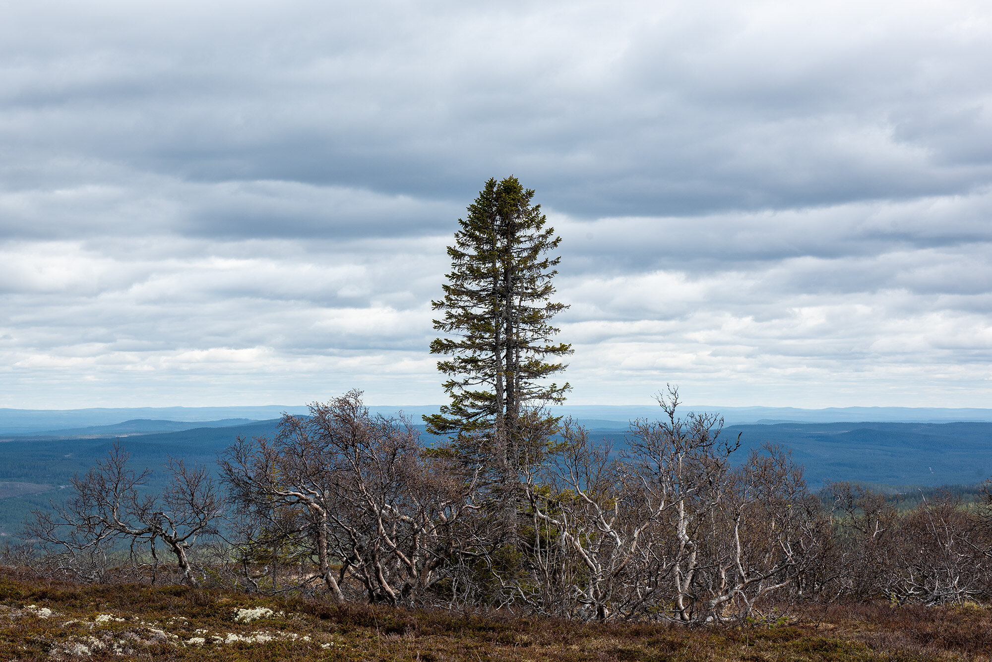 Gran med udsigt, Fulufjällets Nationalpark, Norge