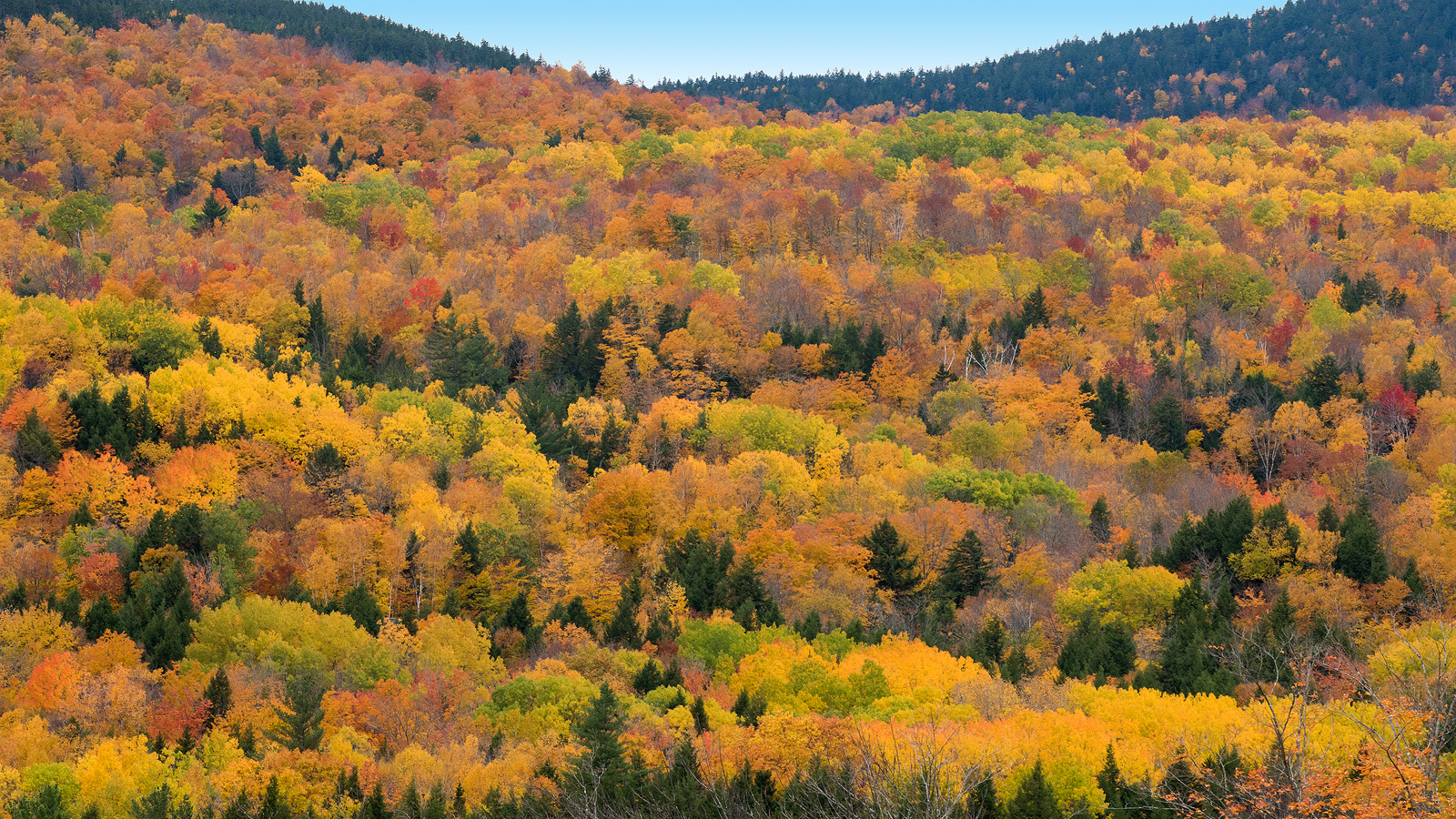 Fall foliage, New Hampshire, USA
