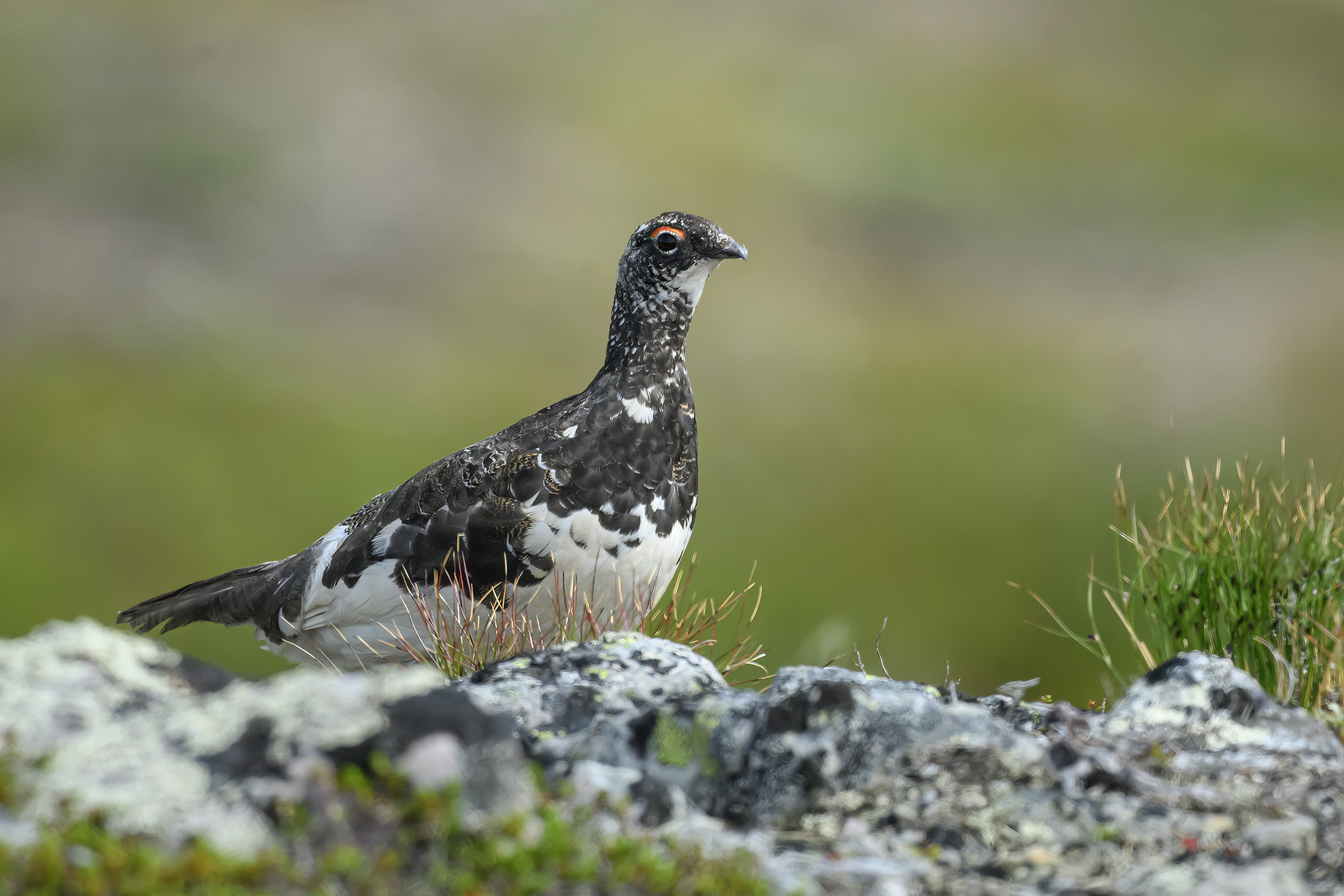 Fjeldrype, Nipfj�llet