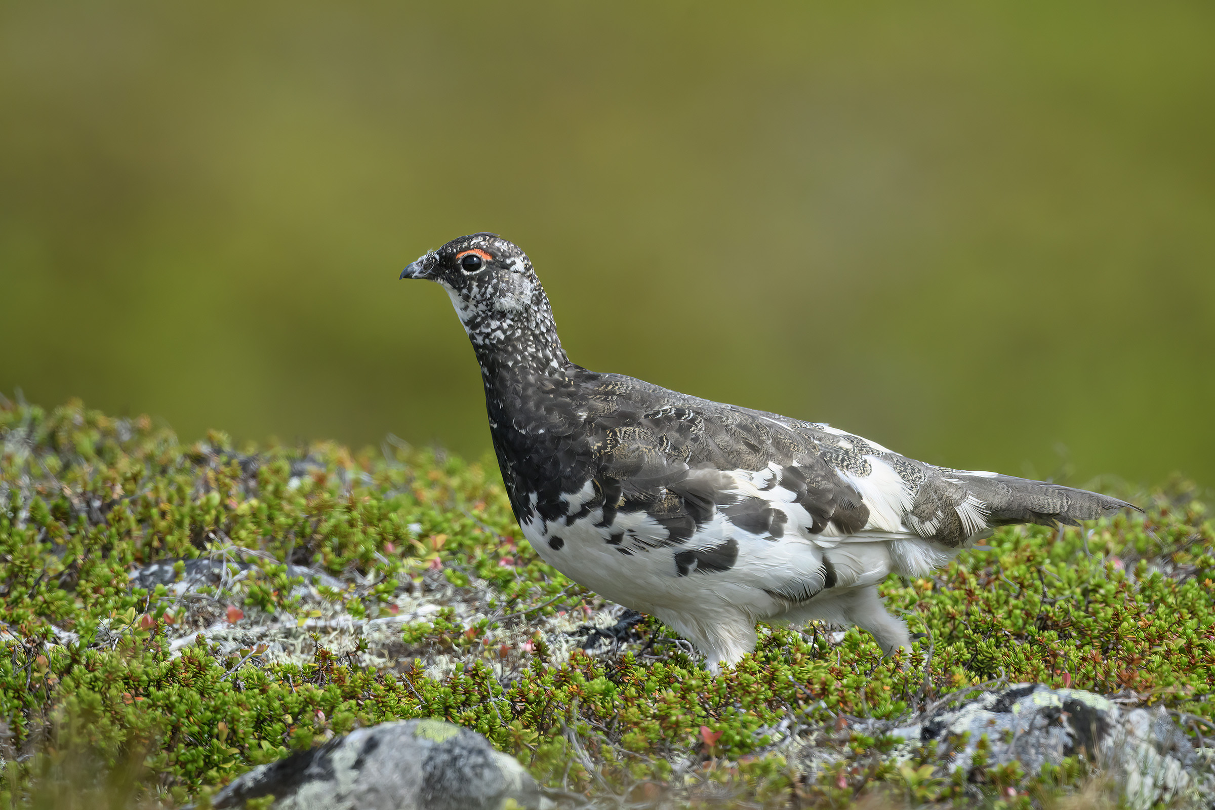 Fjeldrype, Nipfj�llet