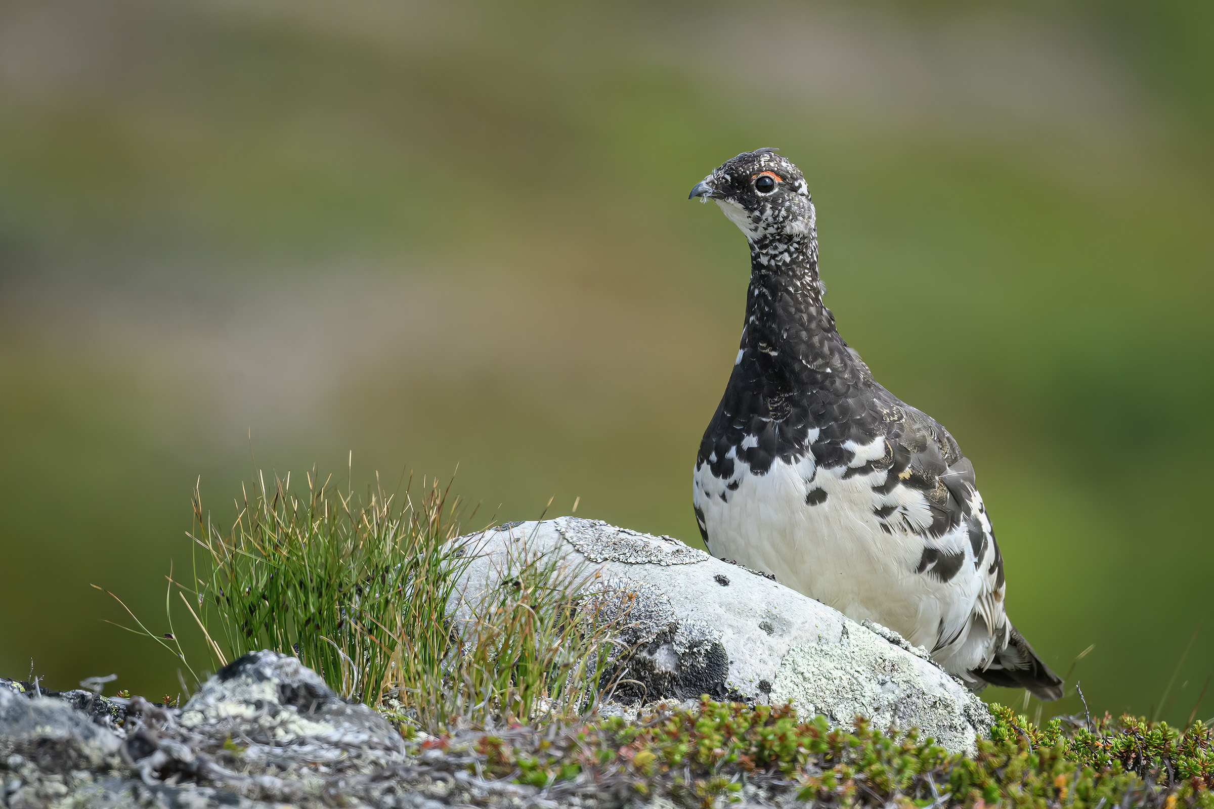 Fjeldrype, Nipfj�llet