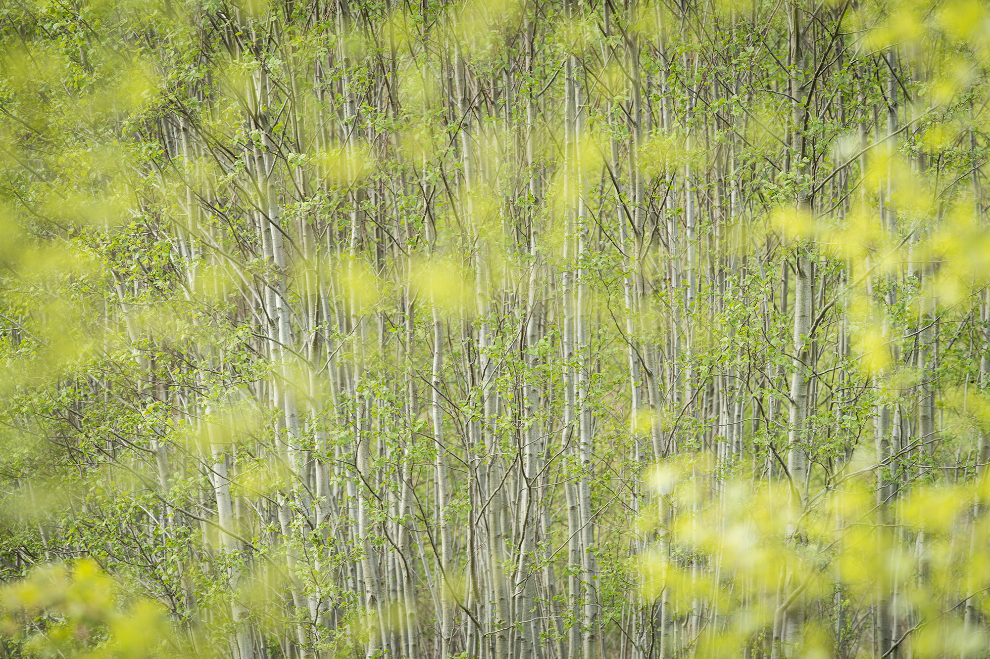 Forårsbirk, Søllerød Naturpark