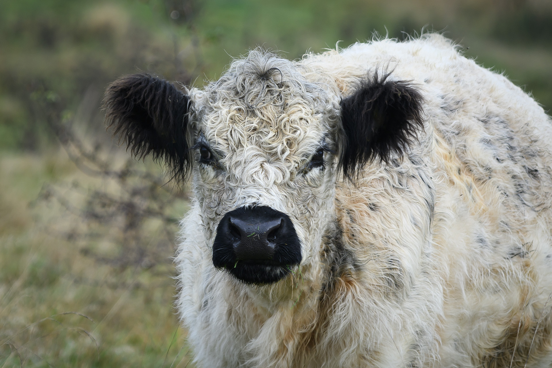 Gallowayko, Tokkekøb Hegn Gallowayko