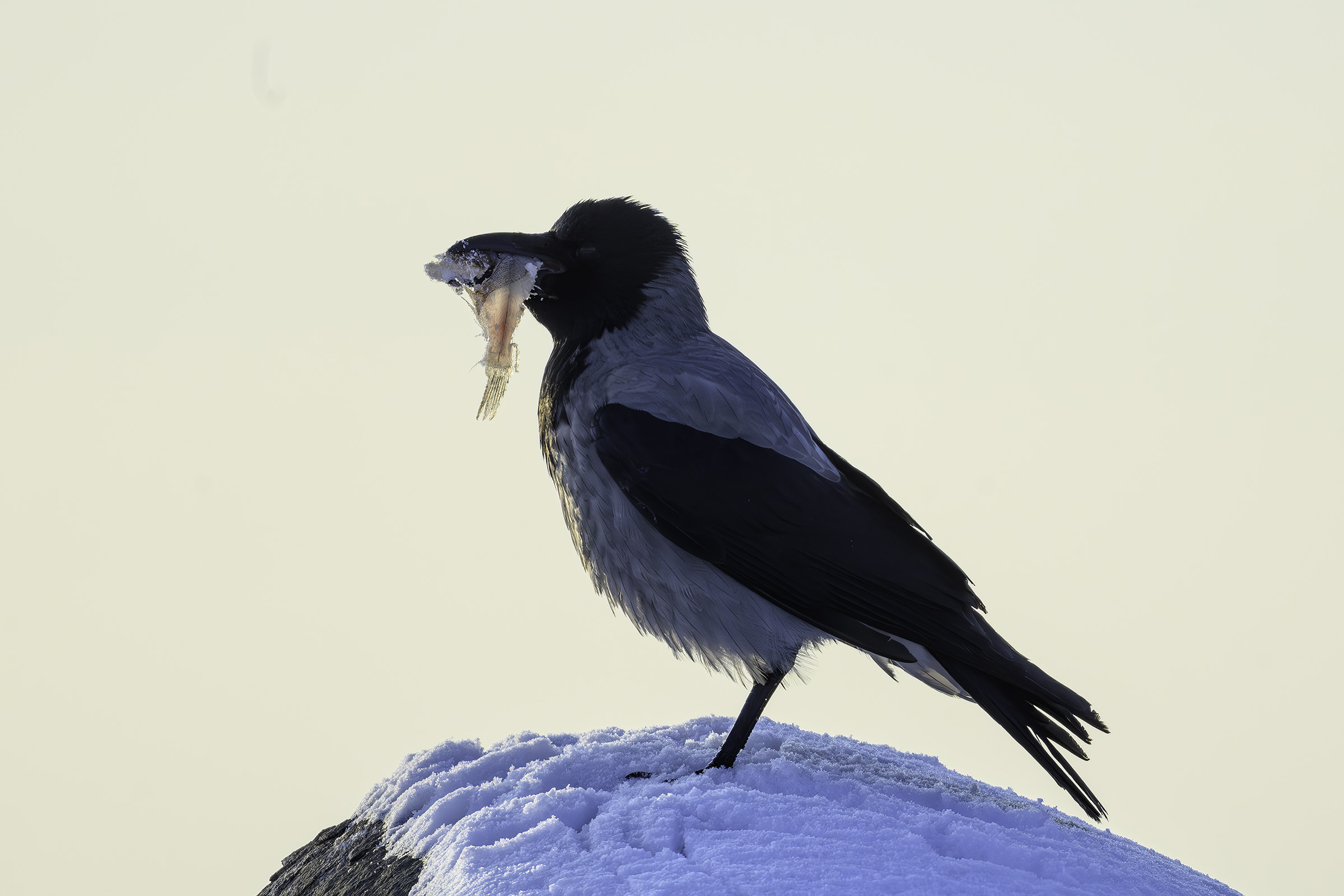 Gr�krage med bytte