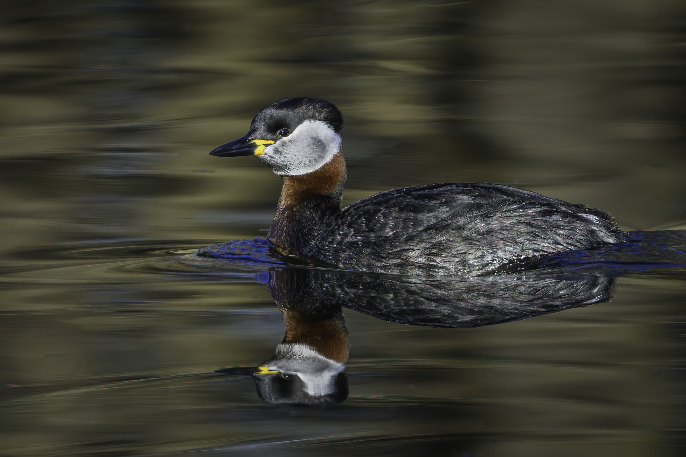 Gr�strubet lappedykker