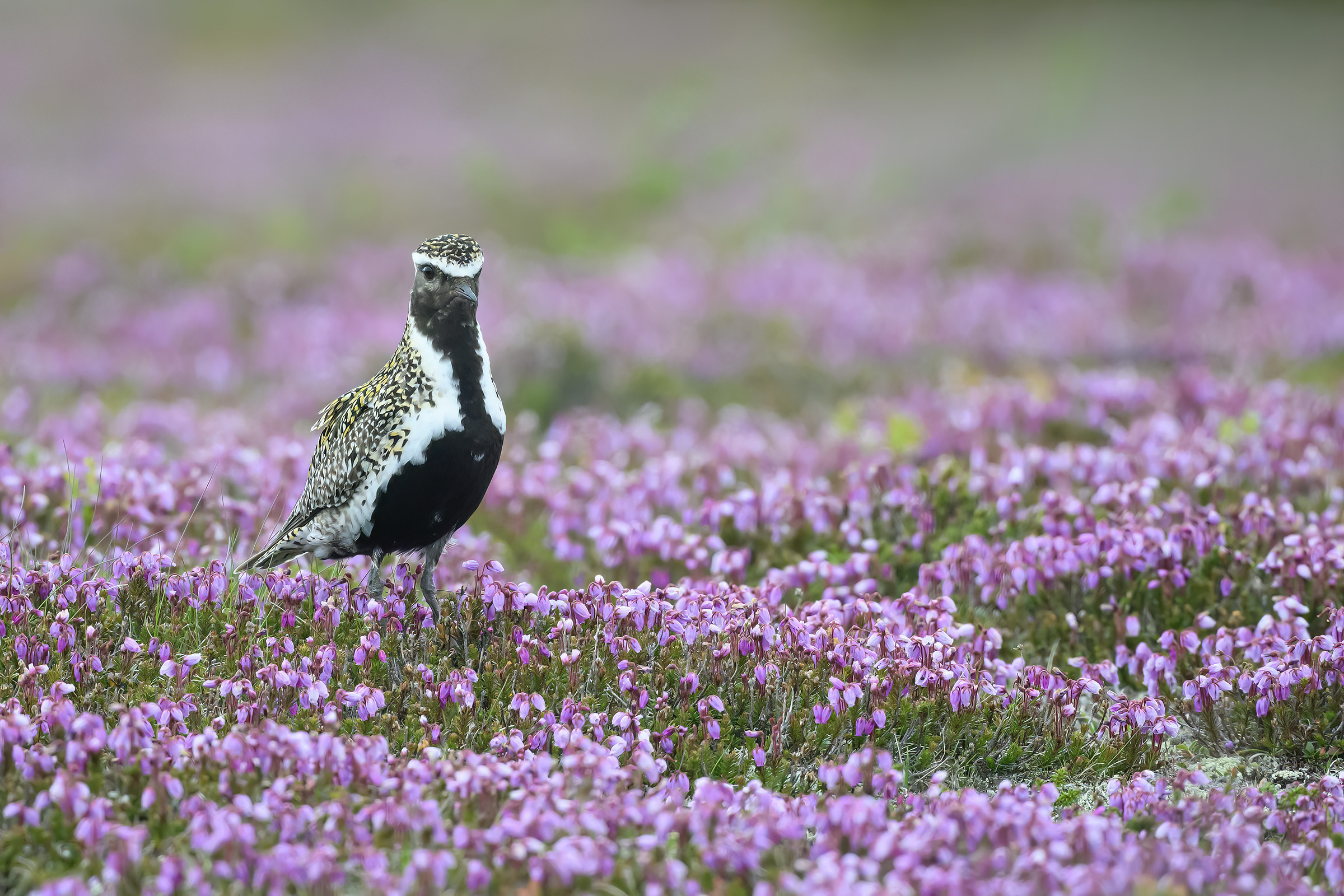 Hjejle i bl�lyng, Flatruet