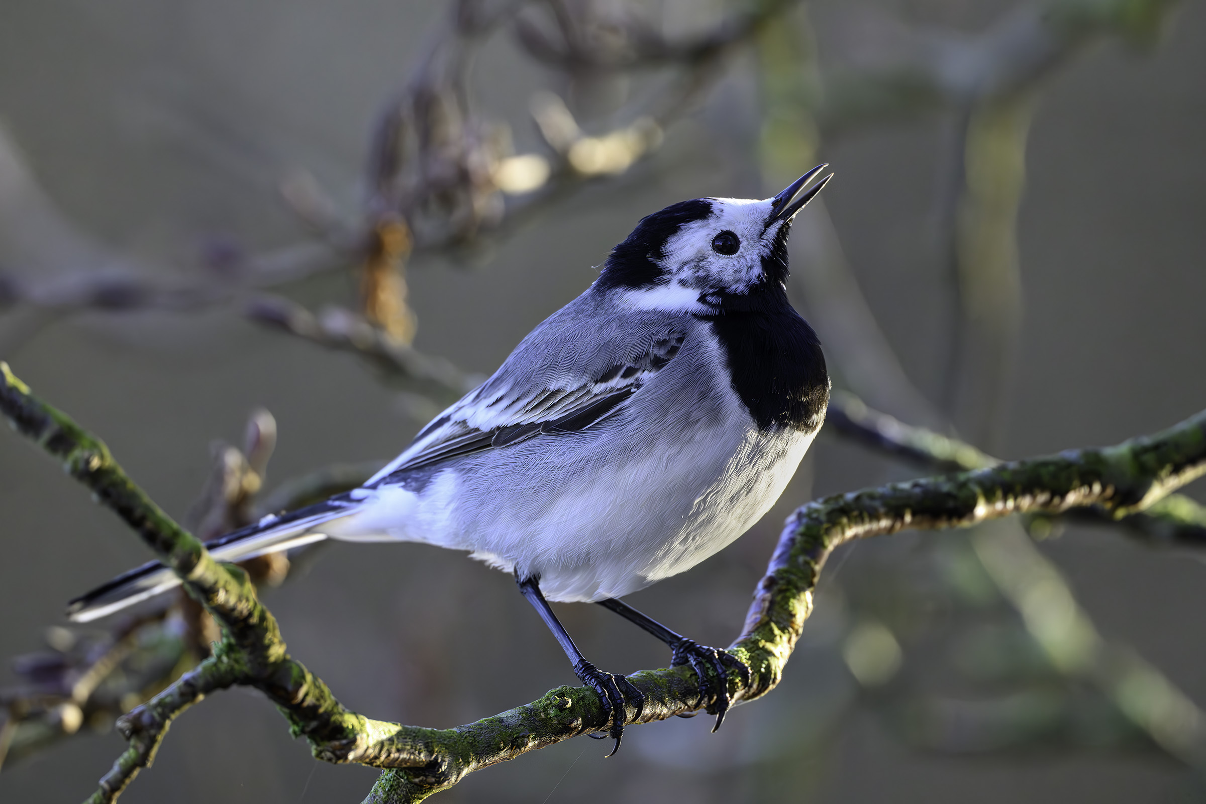 Hvid vipstjert i morgenlys