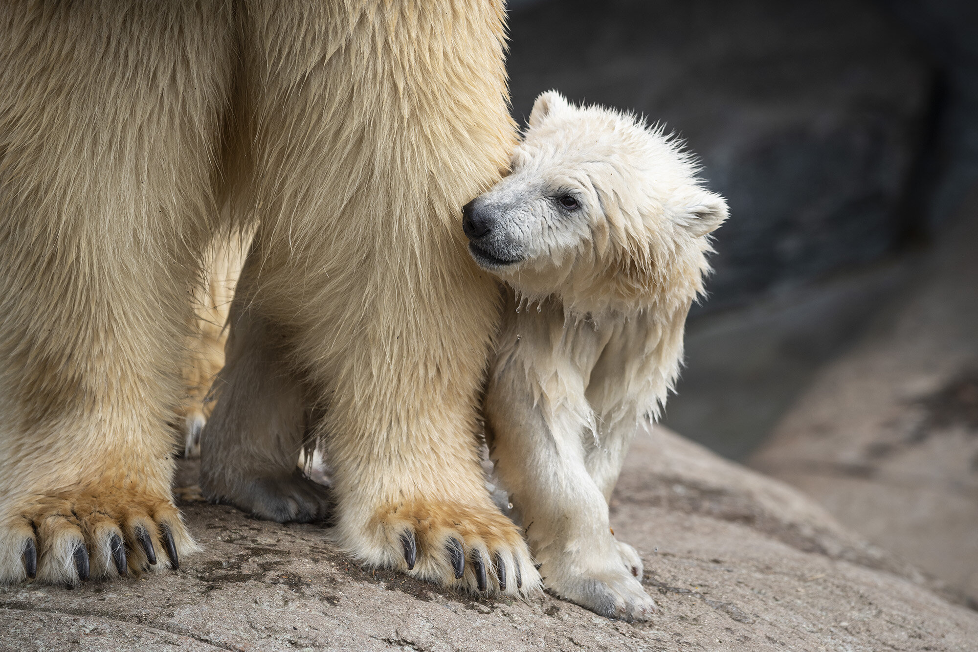 Isbjørn med unge, Zoologisk Have