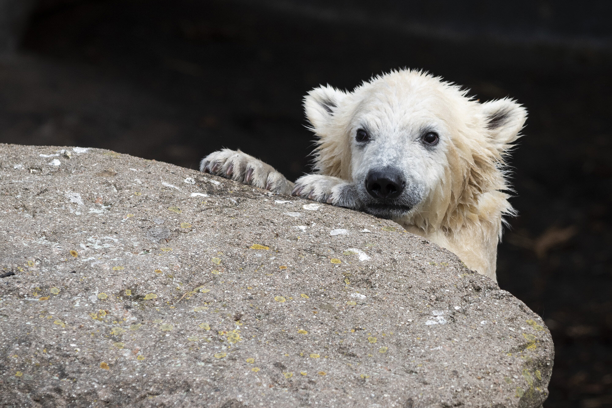 Isbjørneunge, Zoologisk Have
