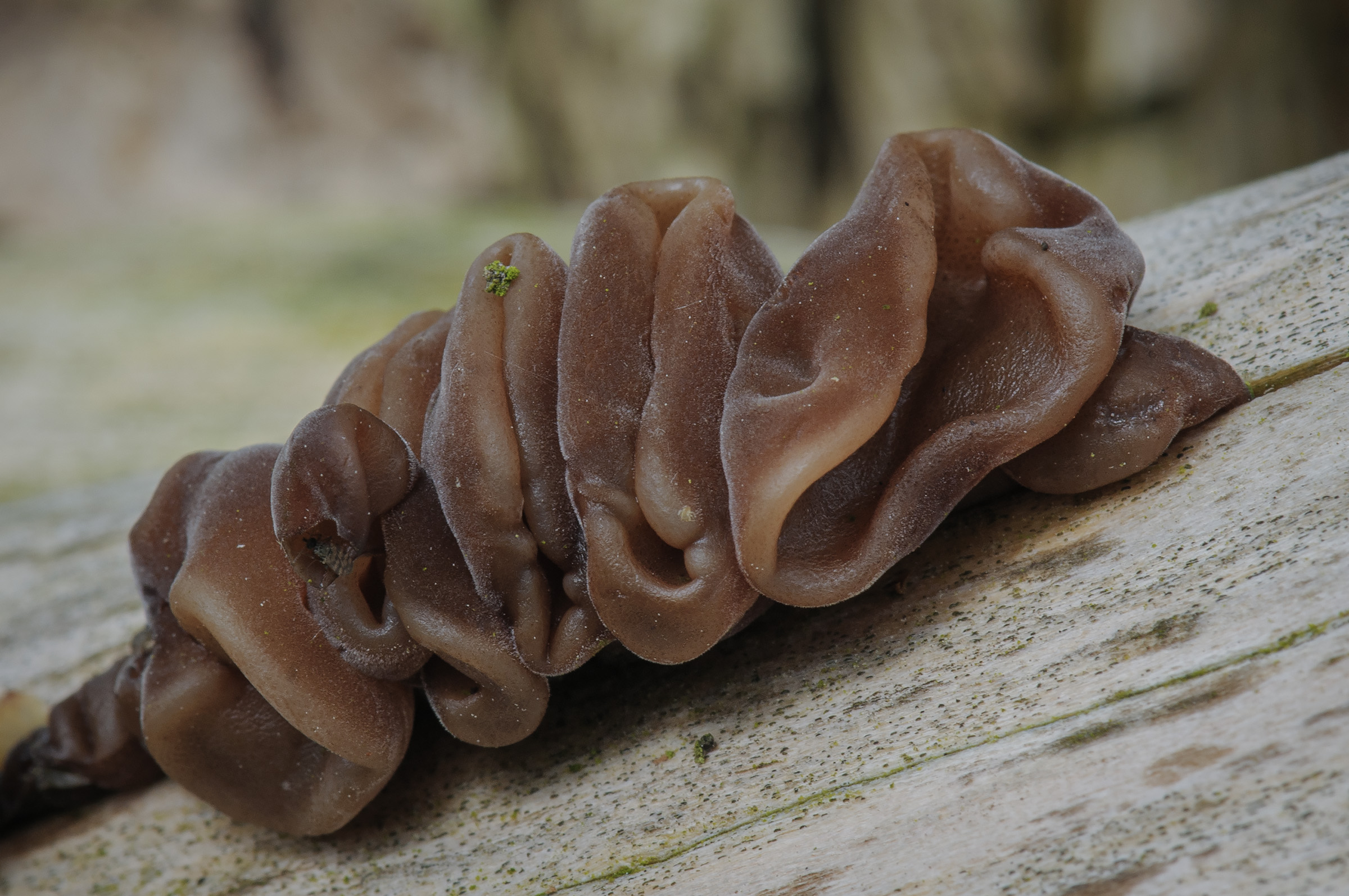 Almindelig judasøre, Gilleleje Almindelig judasøre