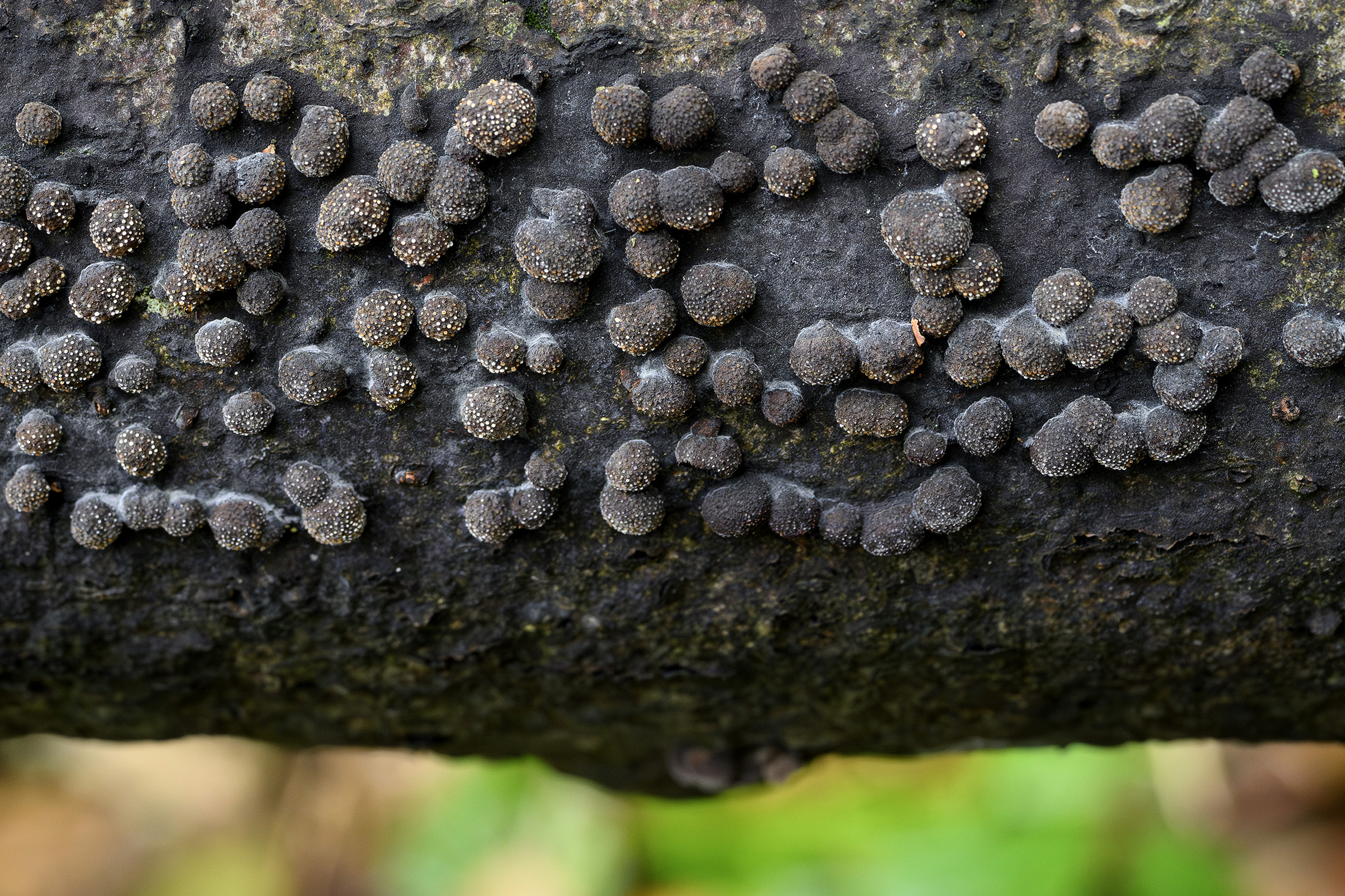Kuljordbær, Tokkekøb Hegn Kuljordbær