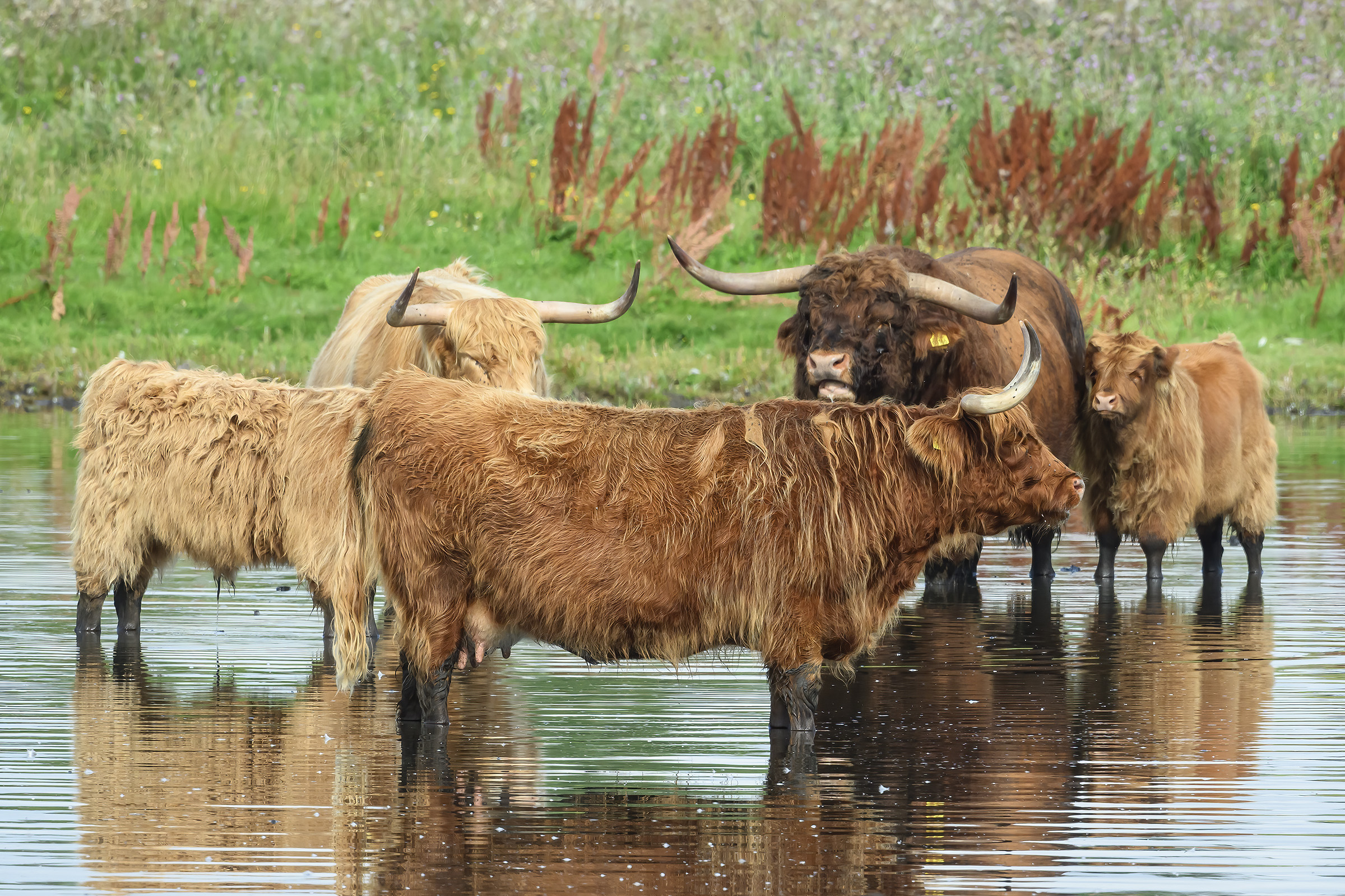 Skotsk højlandskvæg, Ishøj Strand Skotsk højlandskvæg
