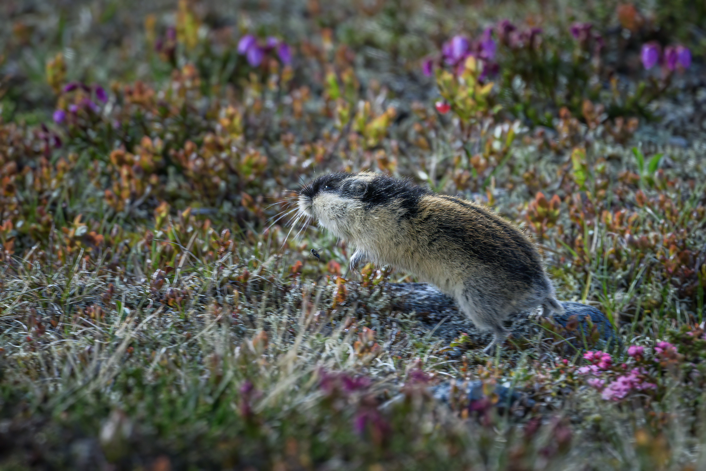 Lemming, Flatruet