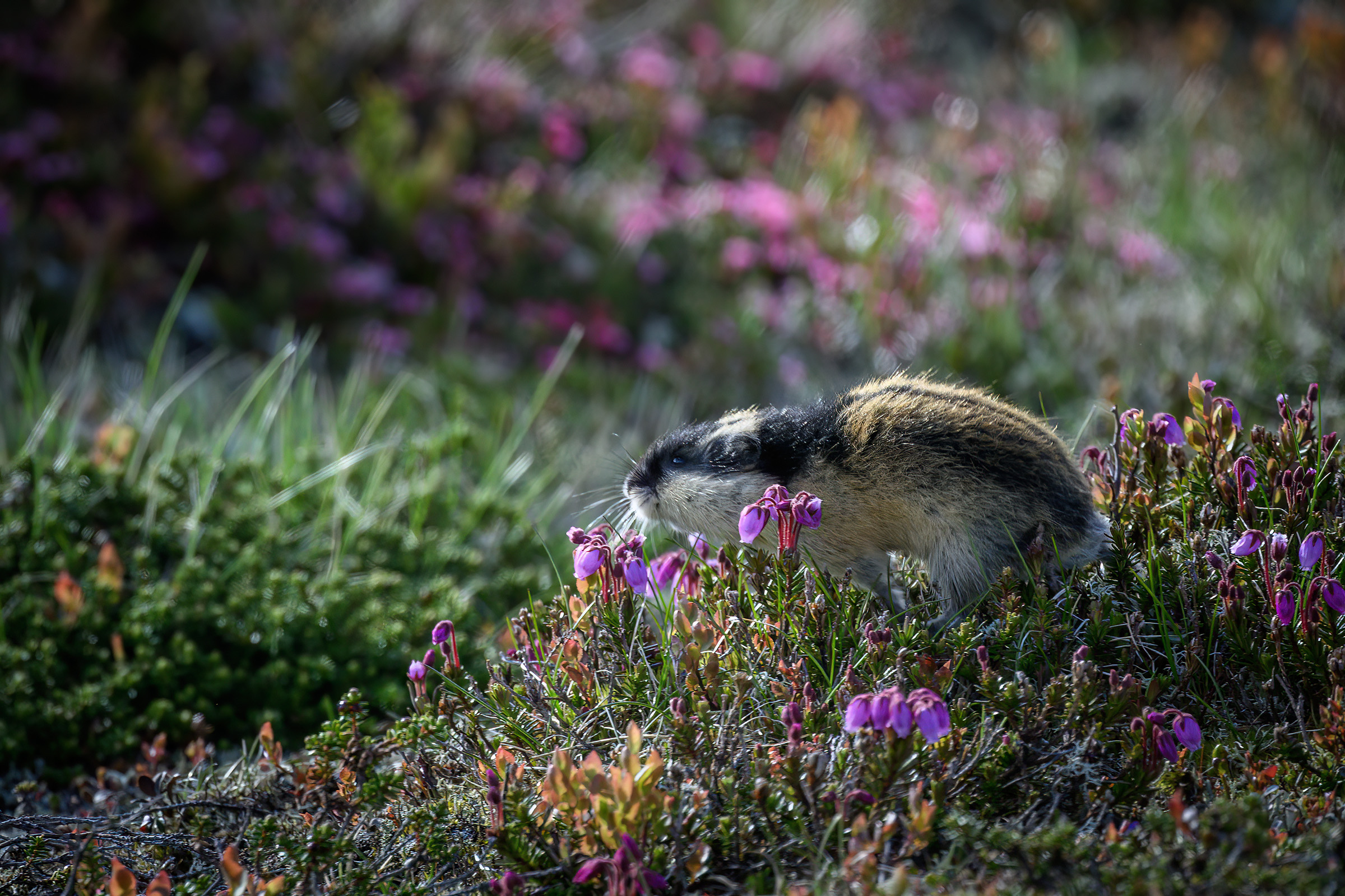 Lemming, Flatruet