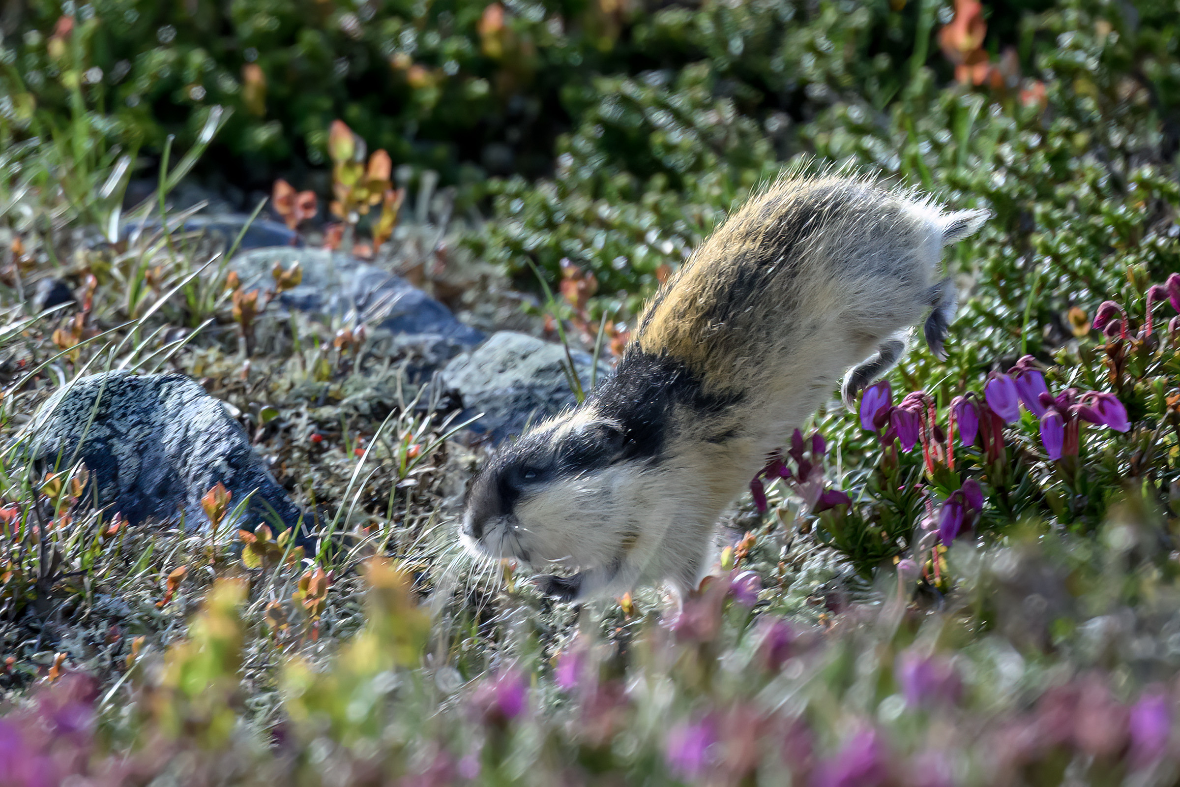 Lemming, Flatruet