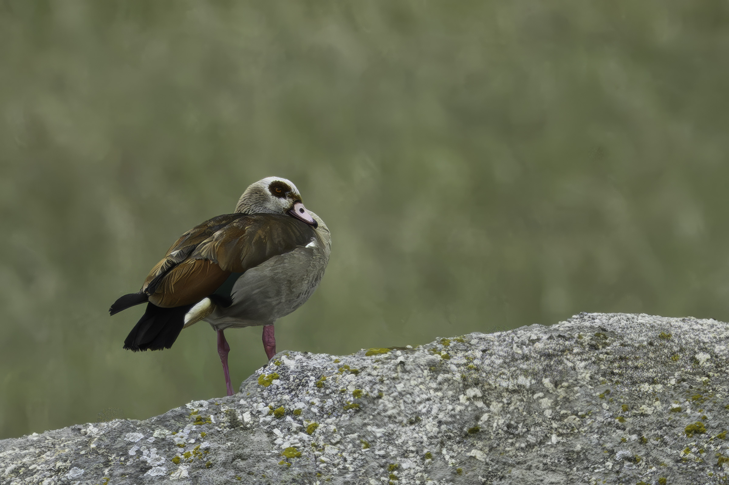 Nilg�s (dokuskud), Los Barruecos