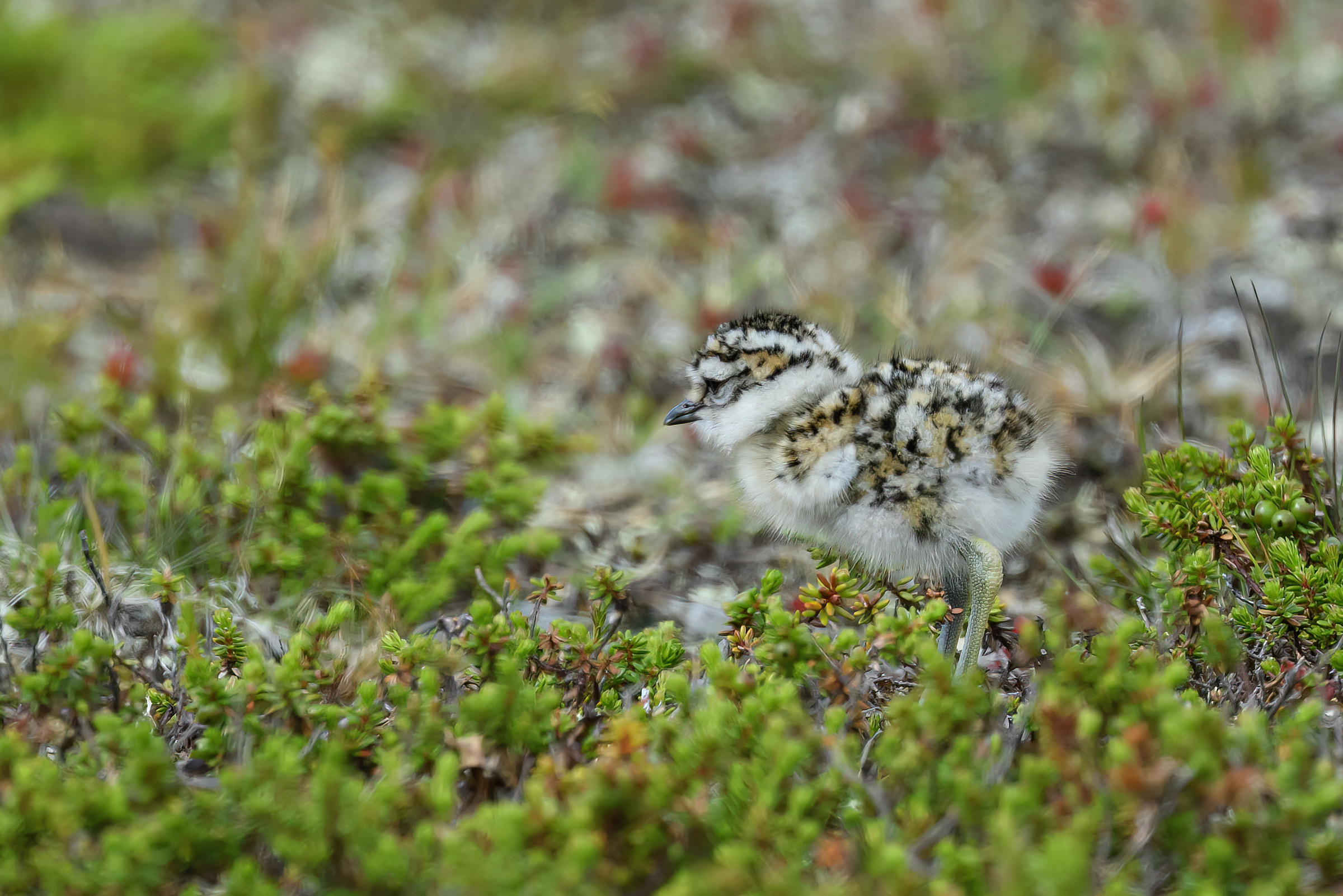 Pomeransfugl � dununge, Nipfj�llet