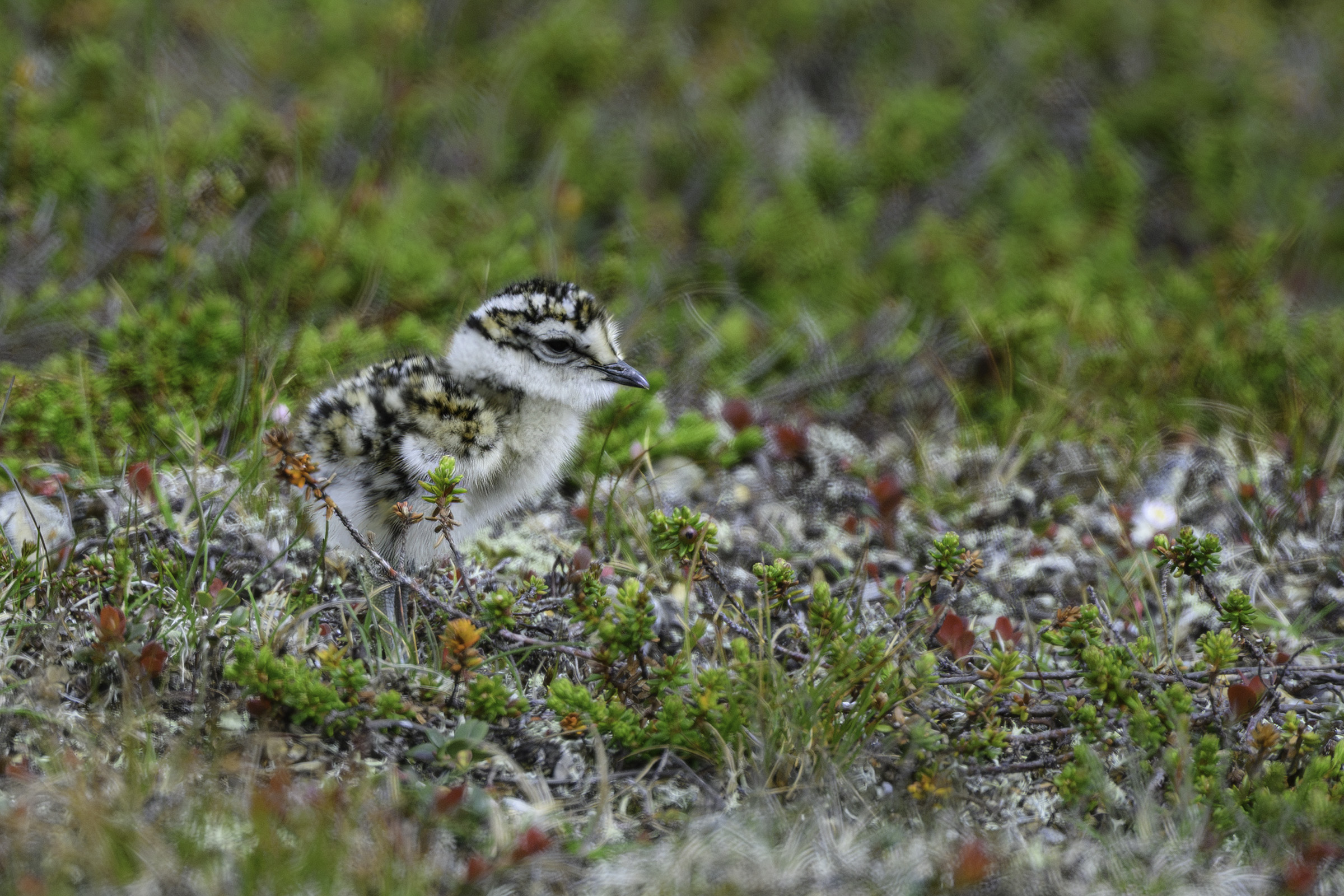 Pomeransfugl � dununge, Nipfj�llet