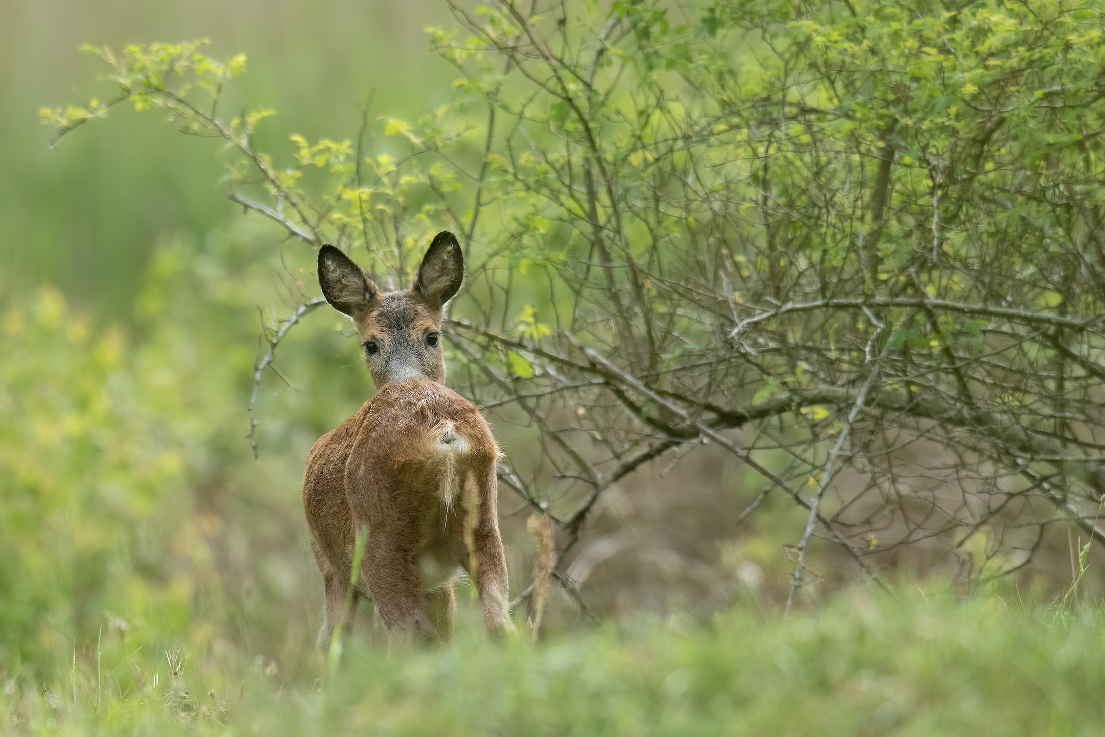 Rådyr leger  Rådyr leger