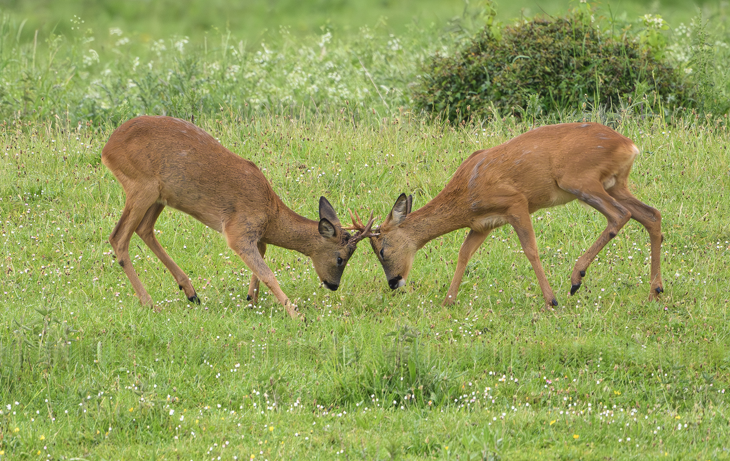 Rådyr - unge bukke prøver hinanden af, Strødam Engsø Rådyr - unge bukke prøver hinanden af