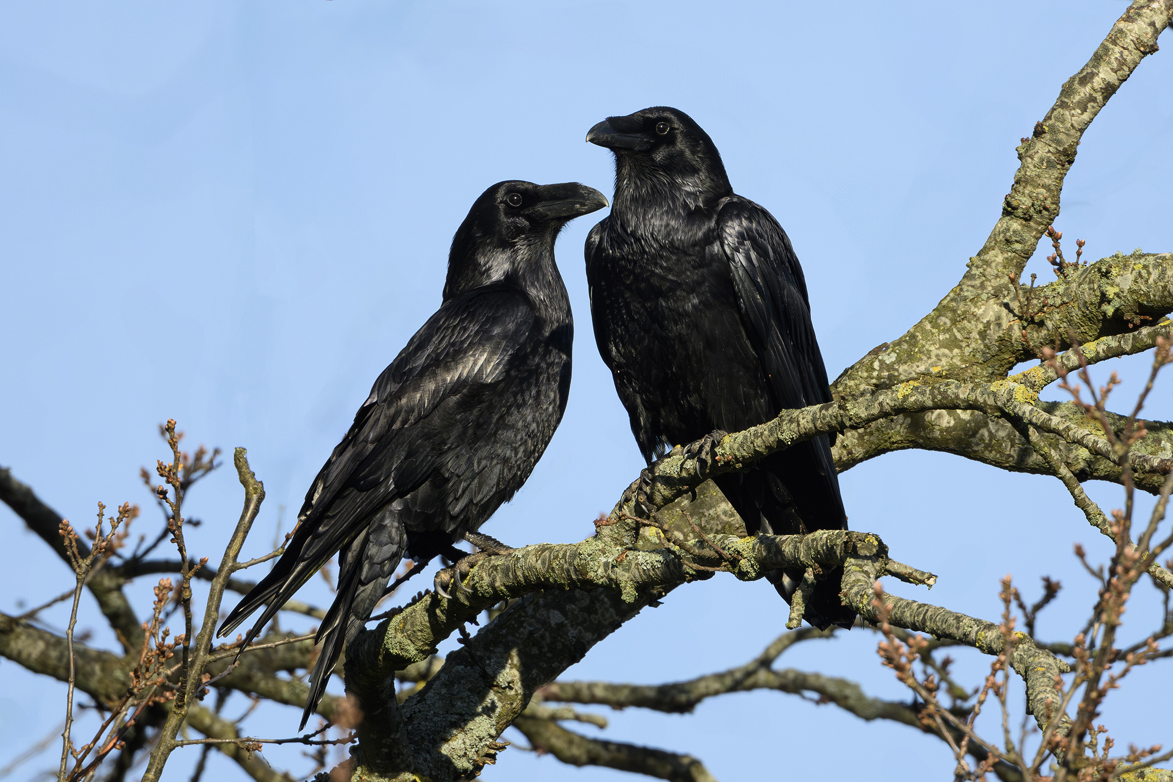 Ravne, Søborg Sø Ravne