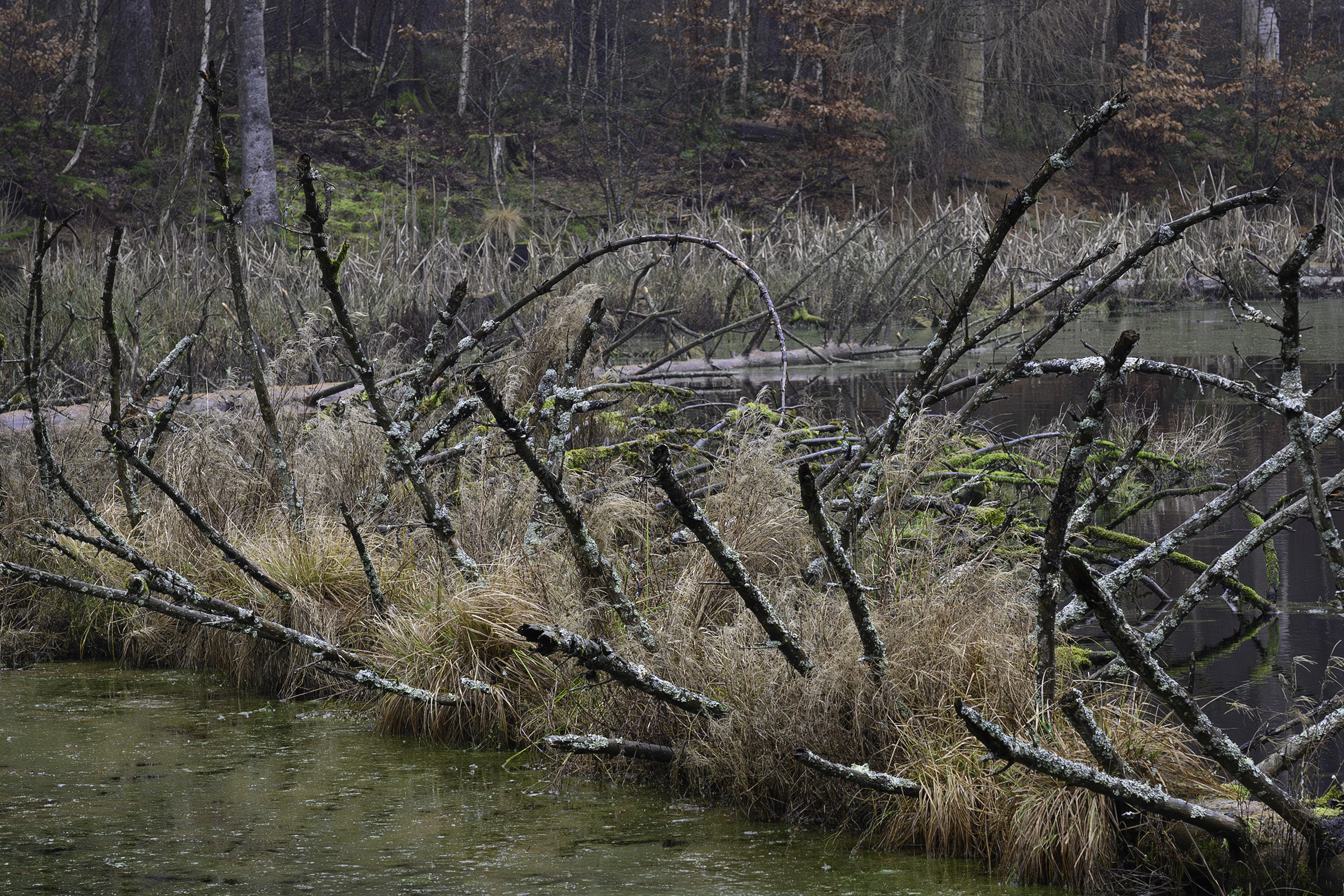 Kolonialisering, Rude Skov