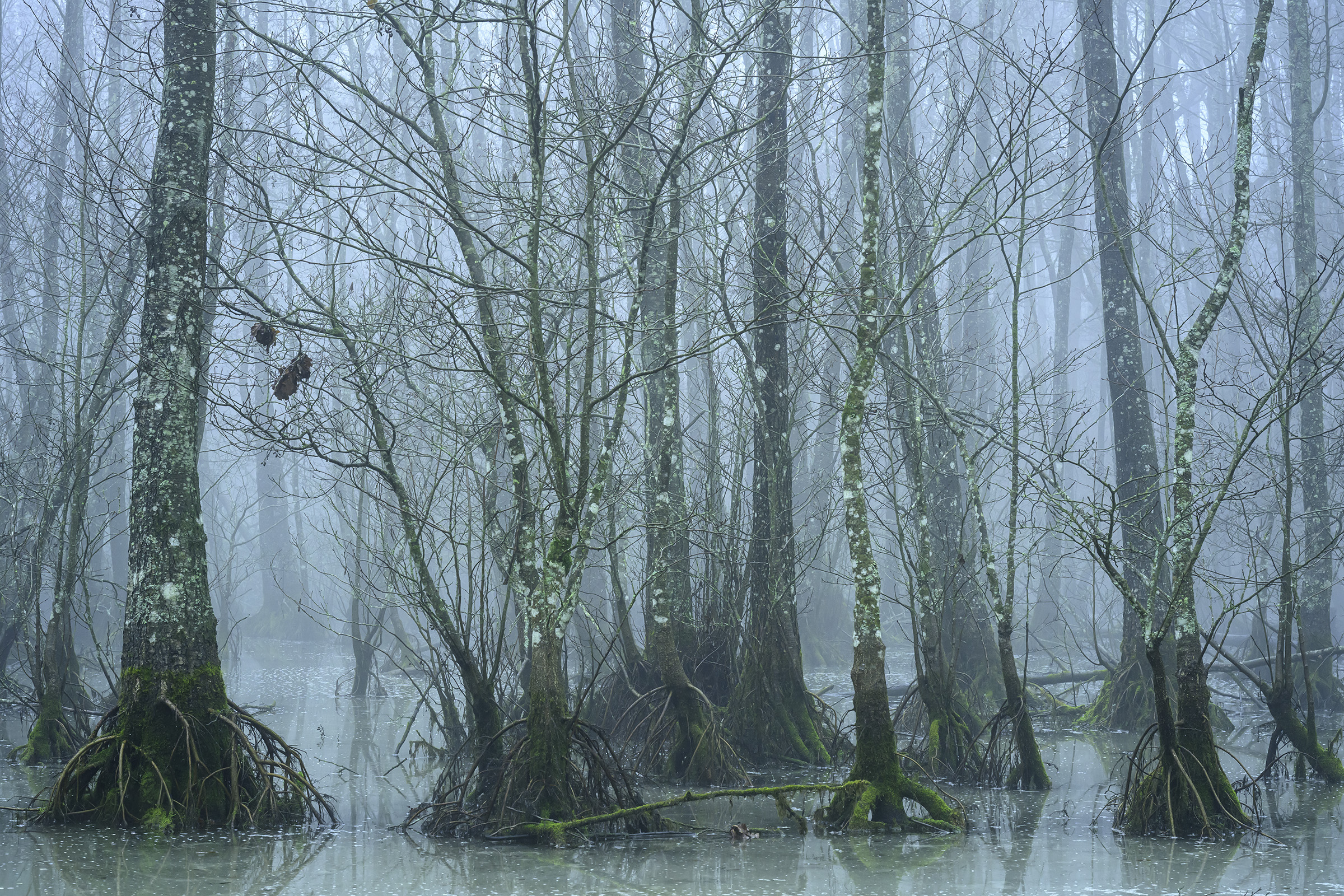 Mangrove wannabe, Rude Skov