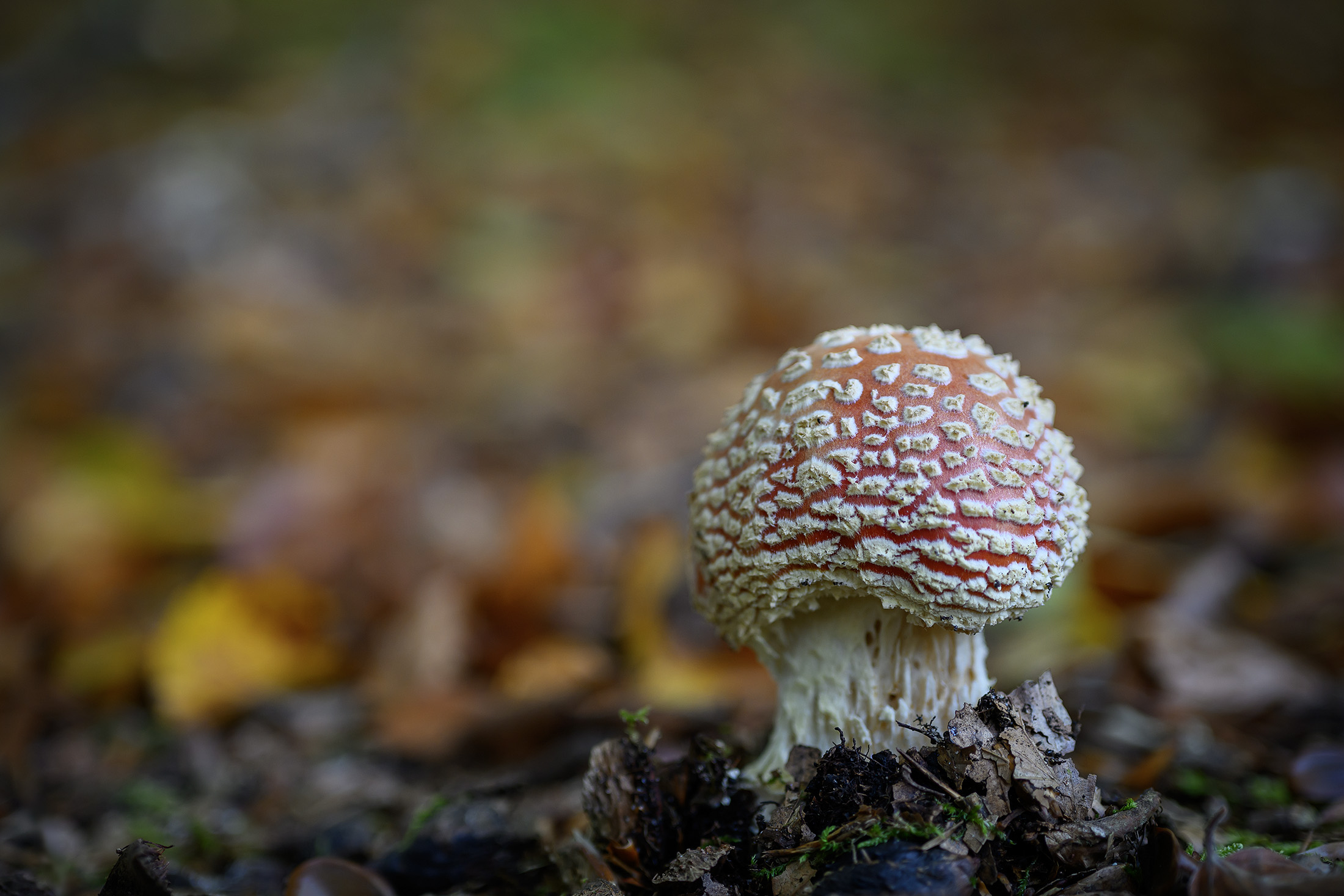 Rød fluesvamp, Rude Skov Rød fluesvamp