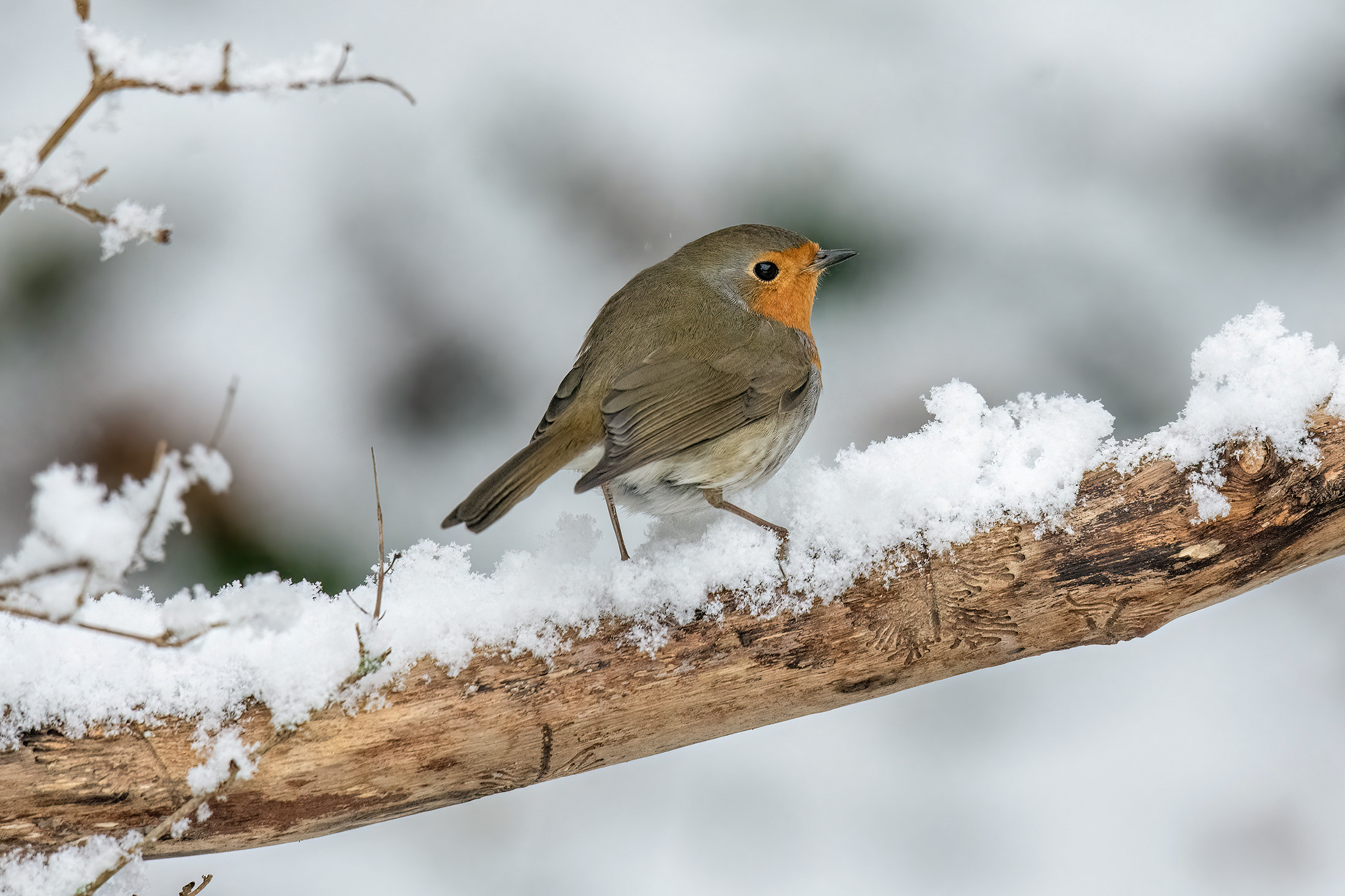 Rødhals, Birkerød Rødhals