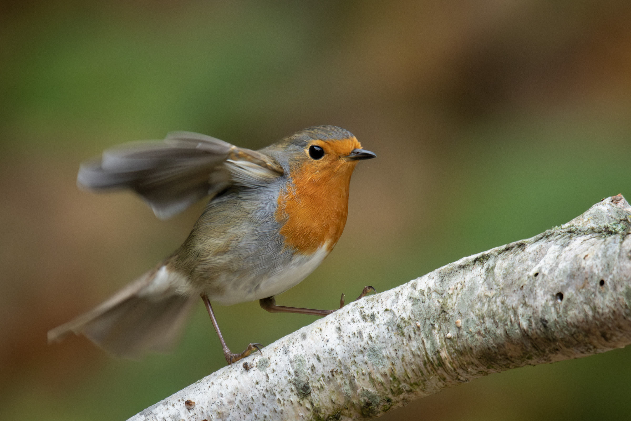 Rødhals før takeoff, Birkerød Rødhals før takeoff
