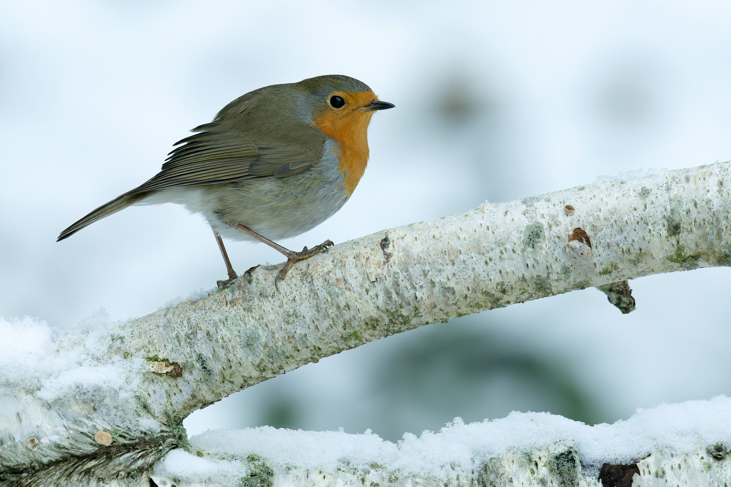 Rødhals, Birkerød Rødhals