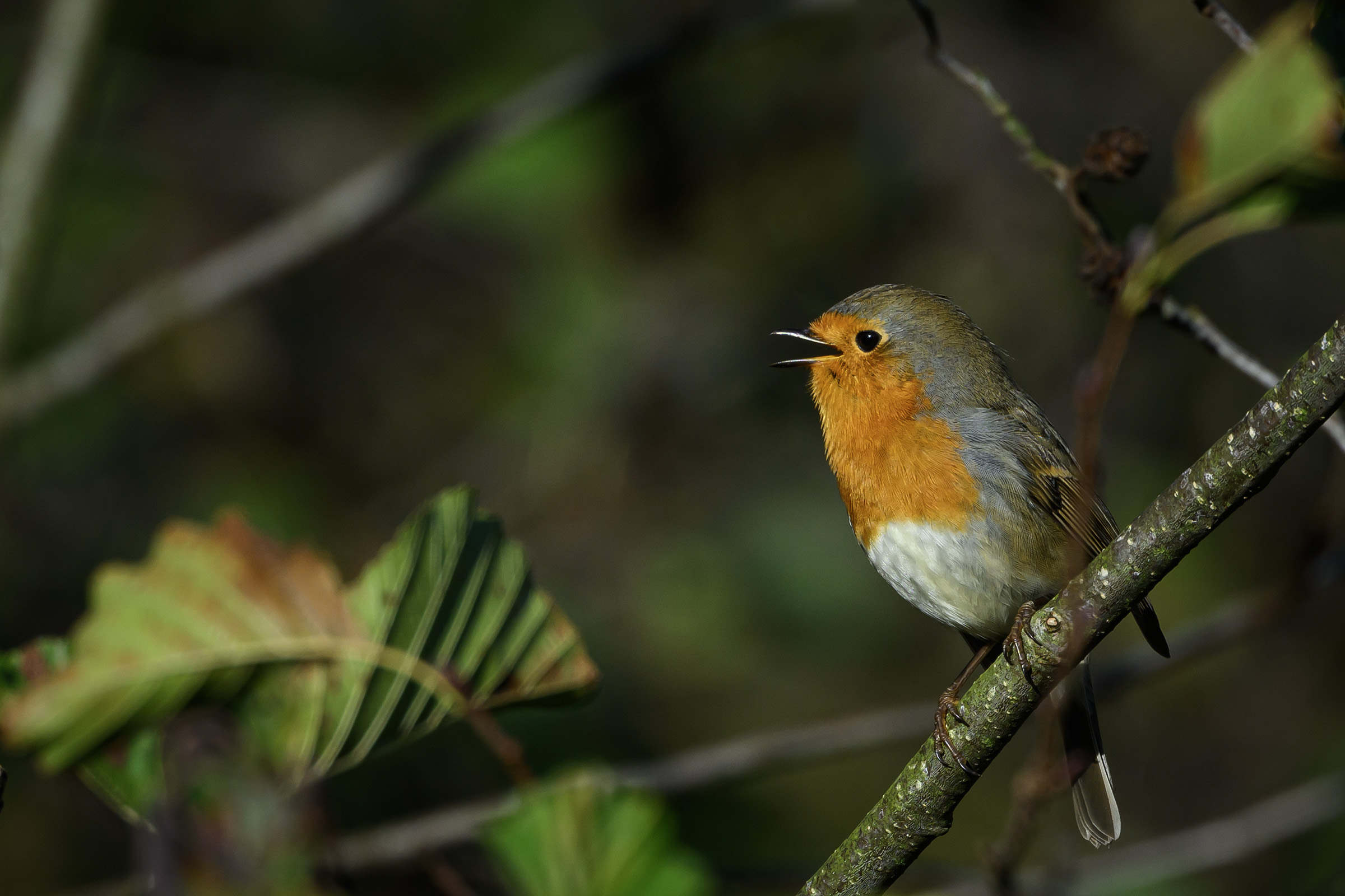 Rødhals, Brobæk Mose Rødhals