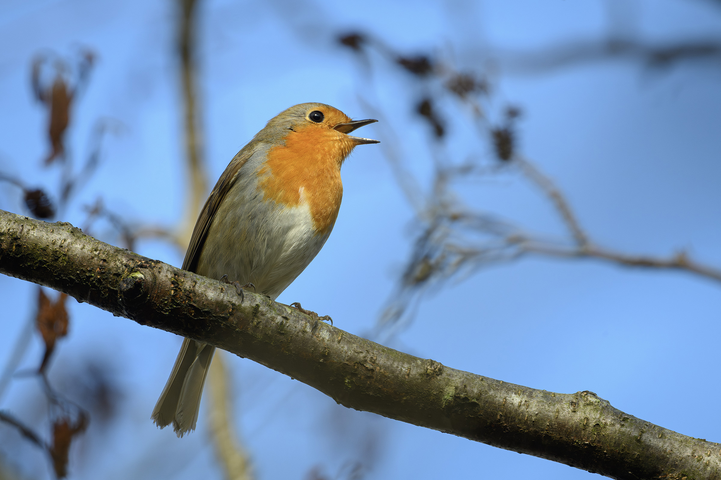 Rødhals, Sjælsø Rødhals