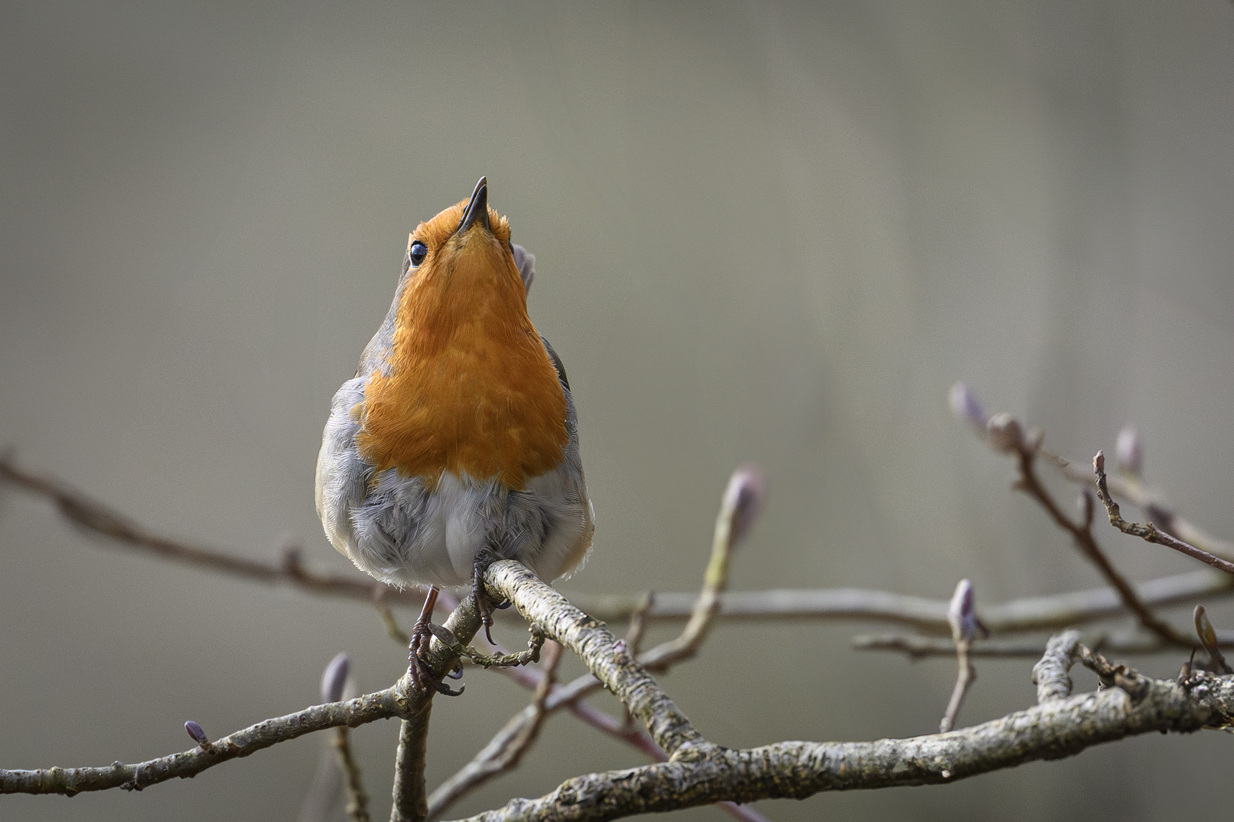 Rødhals, Sjælsø Rødhals