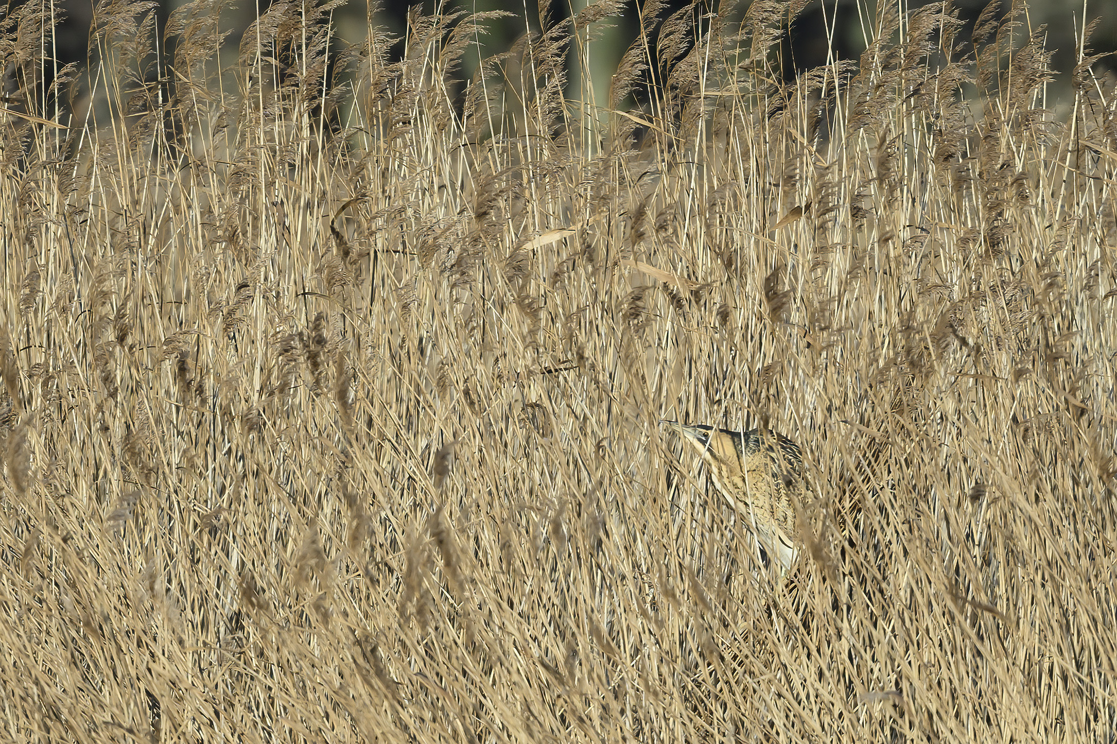 Rørdrum - rørskovens camouflagemester, Sjælsø Rørdrum - rørskovens camouflagemester