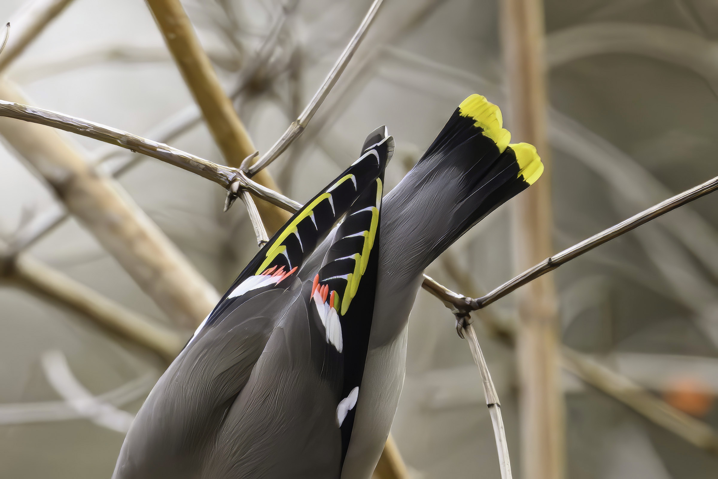 Silkehale � dragtdetalje